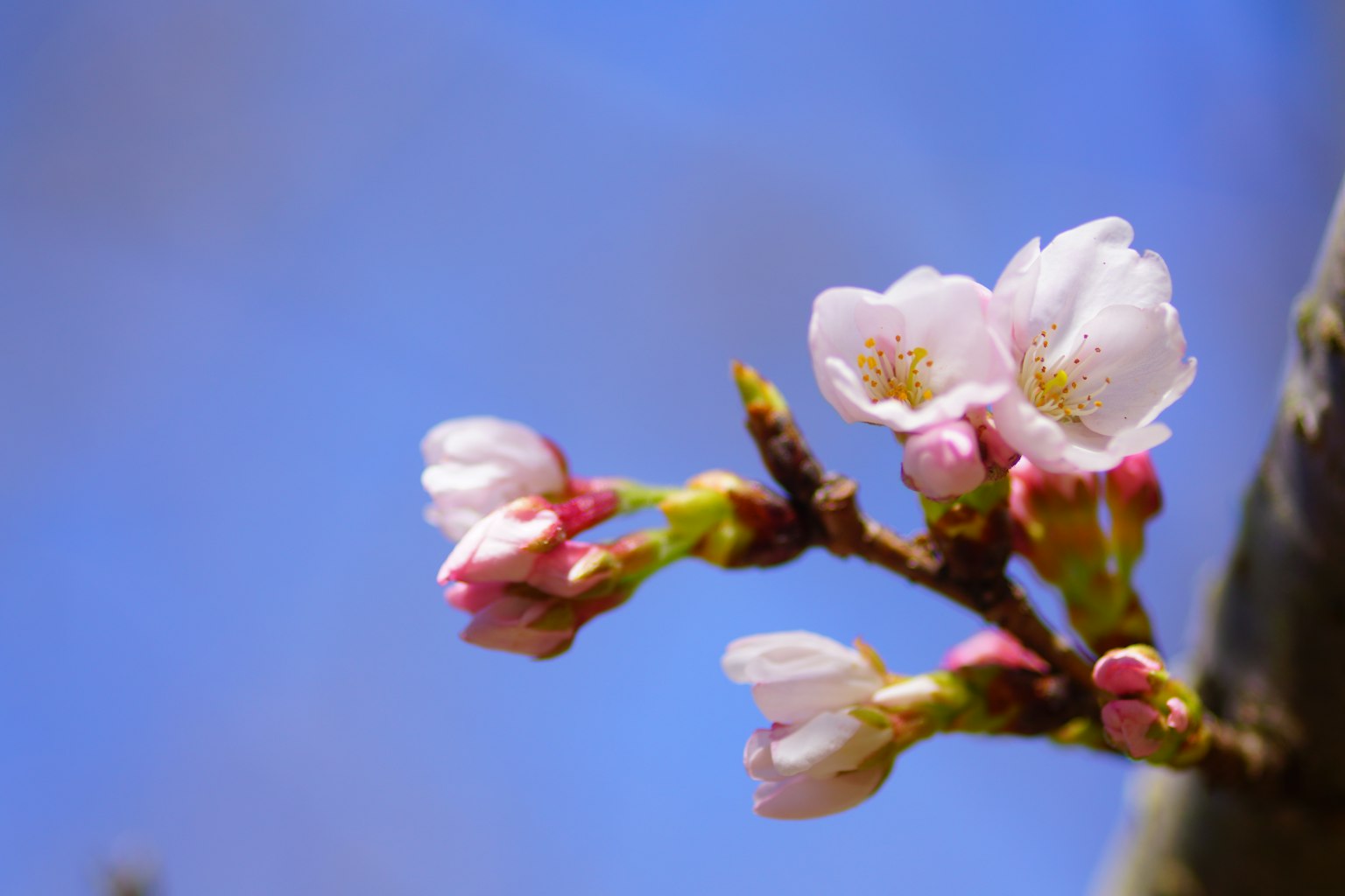 Bunga sakura mekar di bawah langit biru