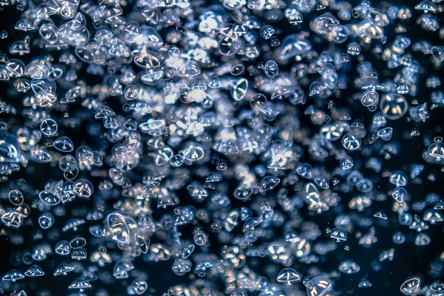 Primer plano de numerosas burbujas flotando sobre un fondo azul