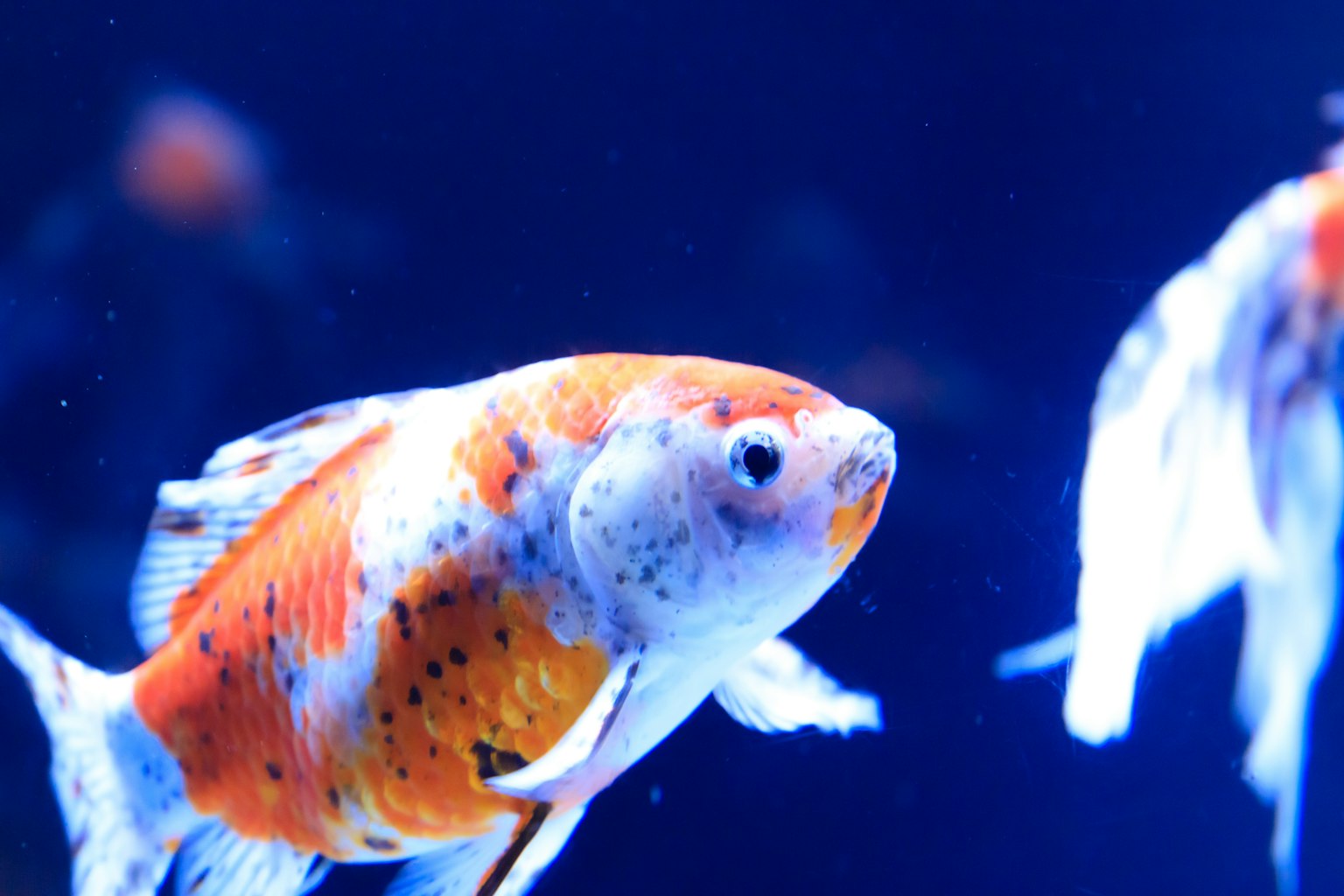 Primo piano di un pesce rosso che nuota in un acquario blu
