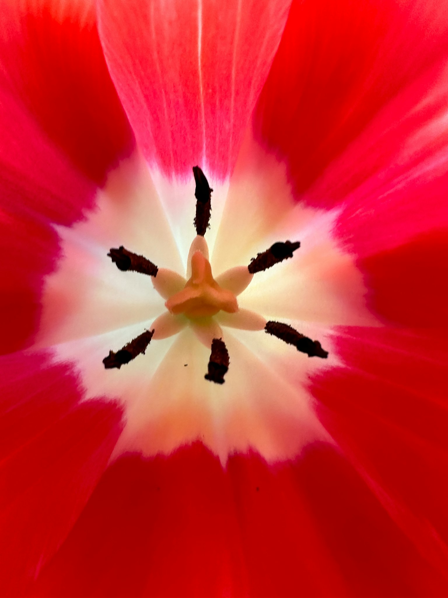 Primo piano del centro di un tulipano rosso con petali rosa chiaro e bianchi
