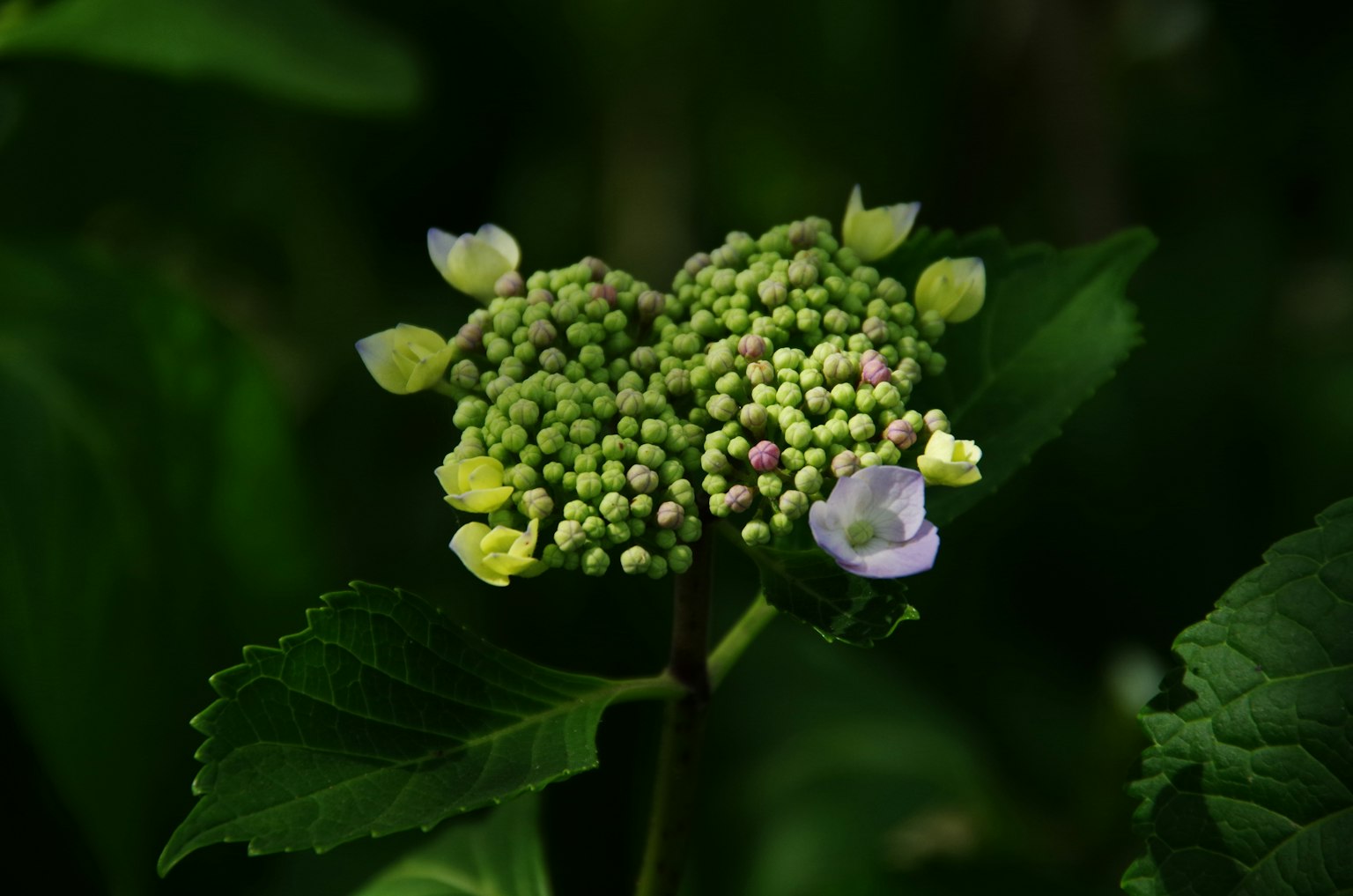 Primo piano di boccioli di ortensia con fiori verdi e bianchi