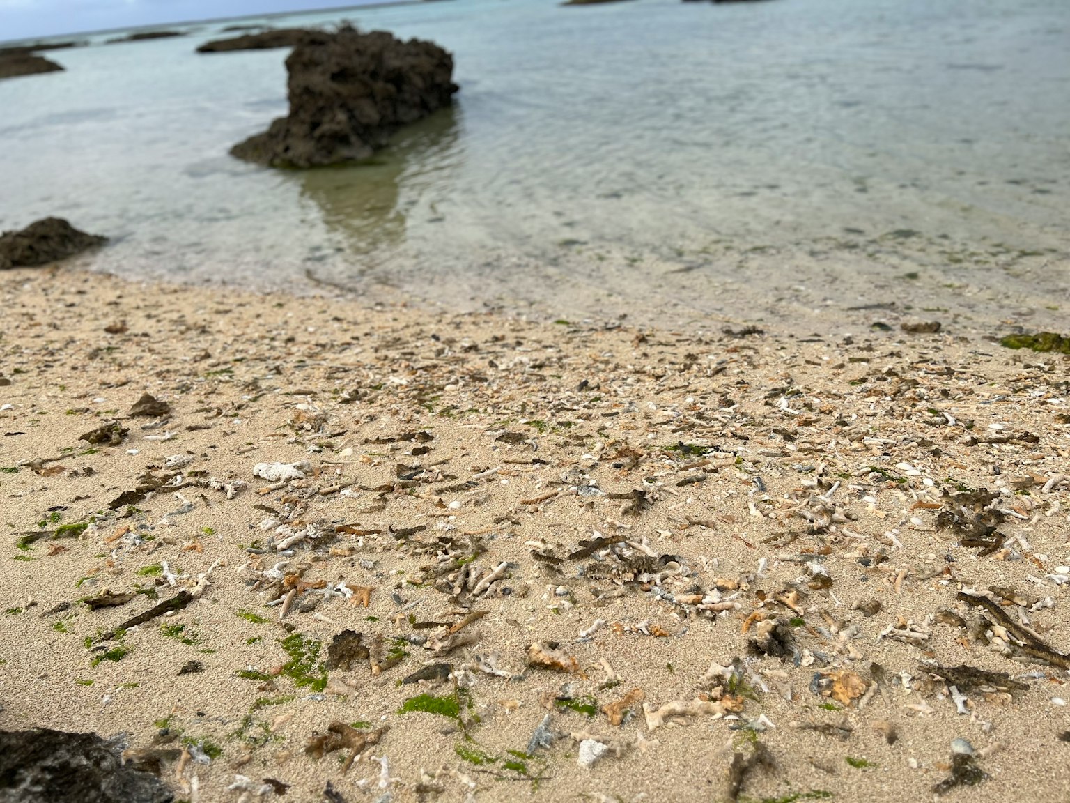沙灘上散落著貝殼和海藻的海岸景象