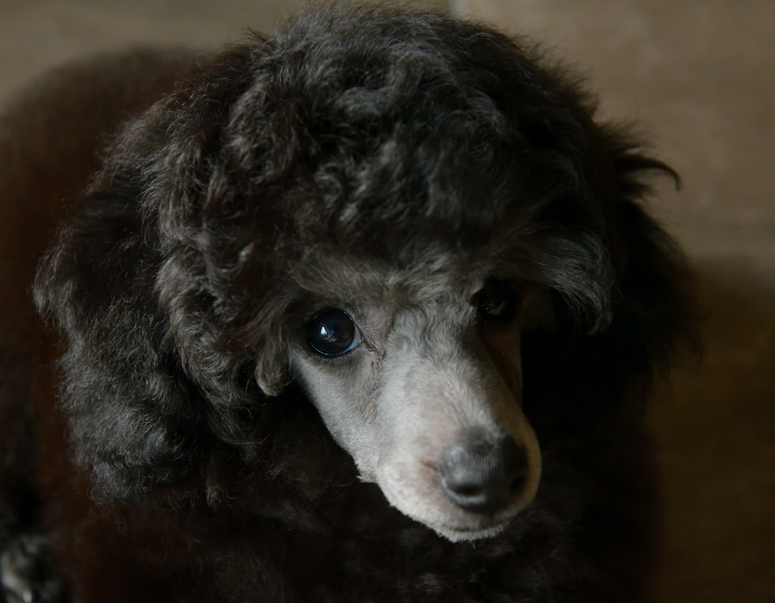 Un chien caniche noir avec des poils bouclés regardant l'appareil photo