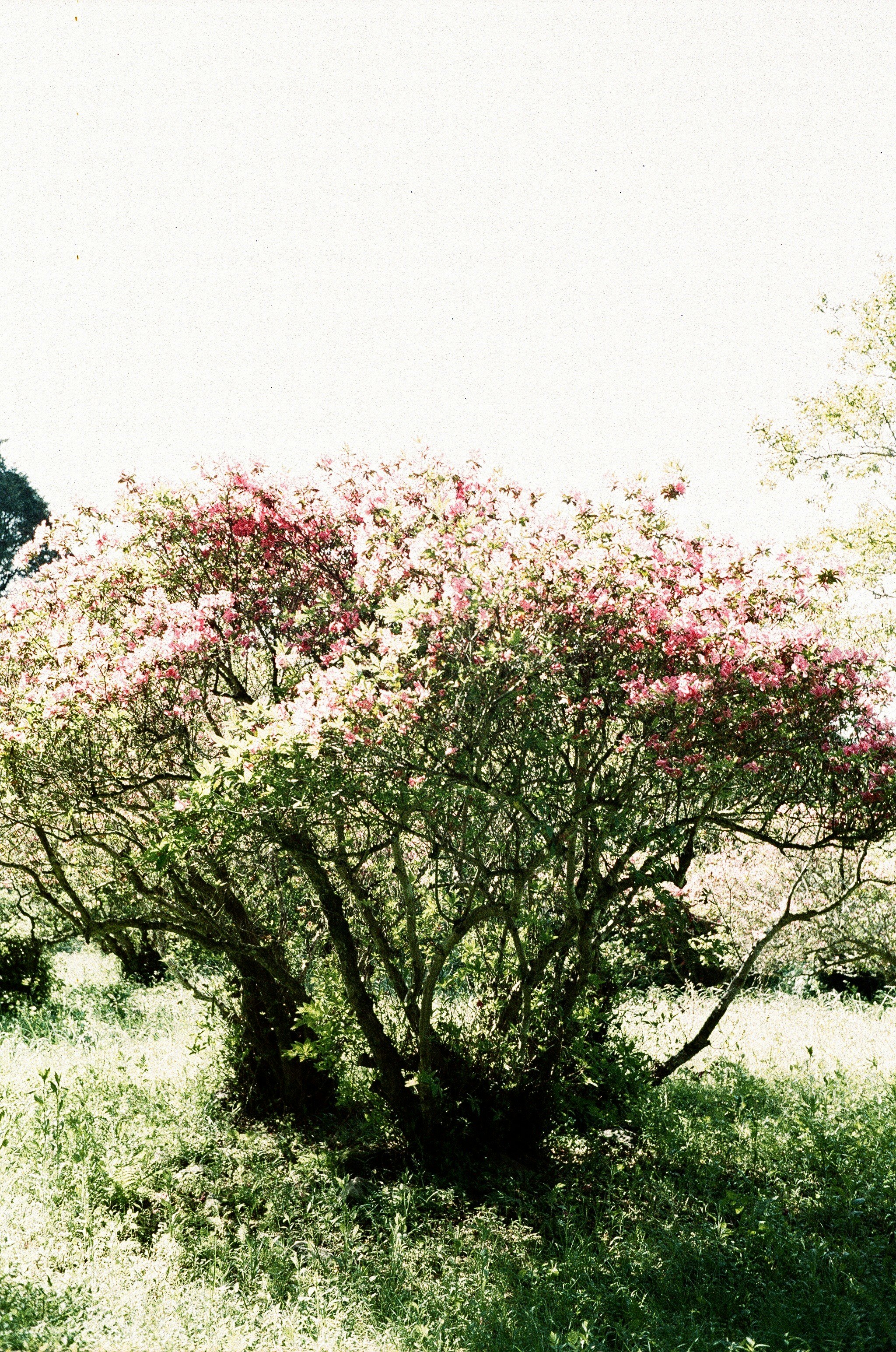 arbuste en fleurs dans un jardin