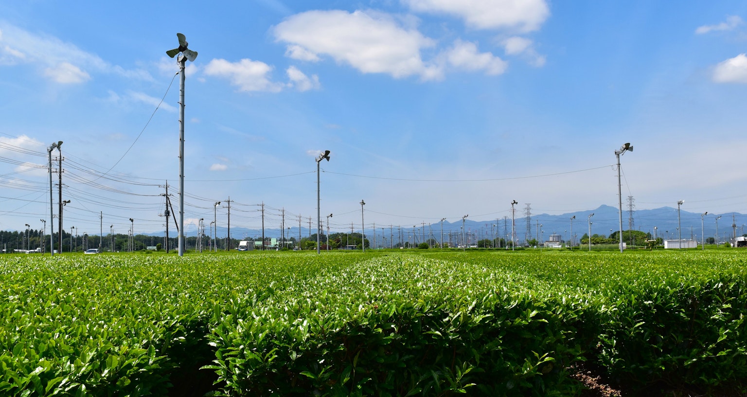 Pemandangan ladang hijau di bawah langit biru yang cerah