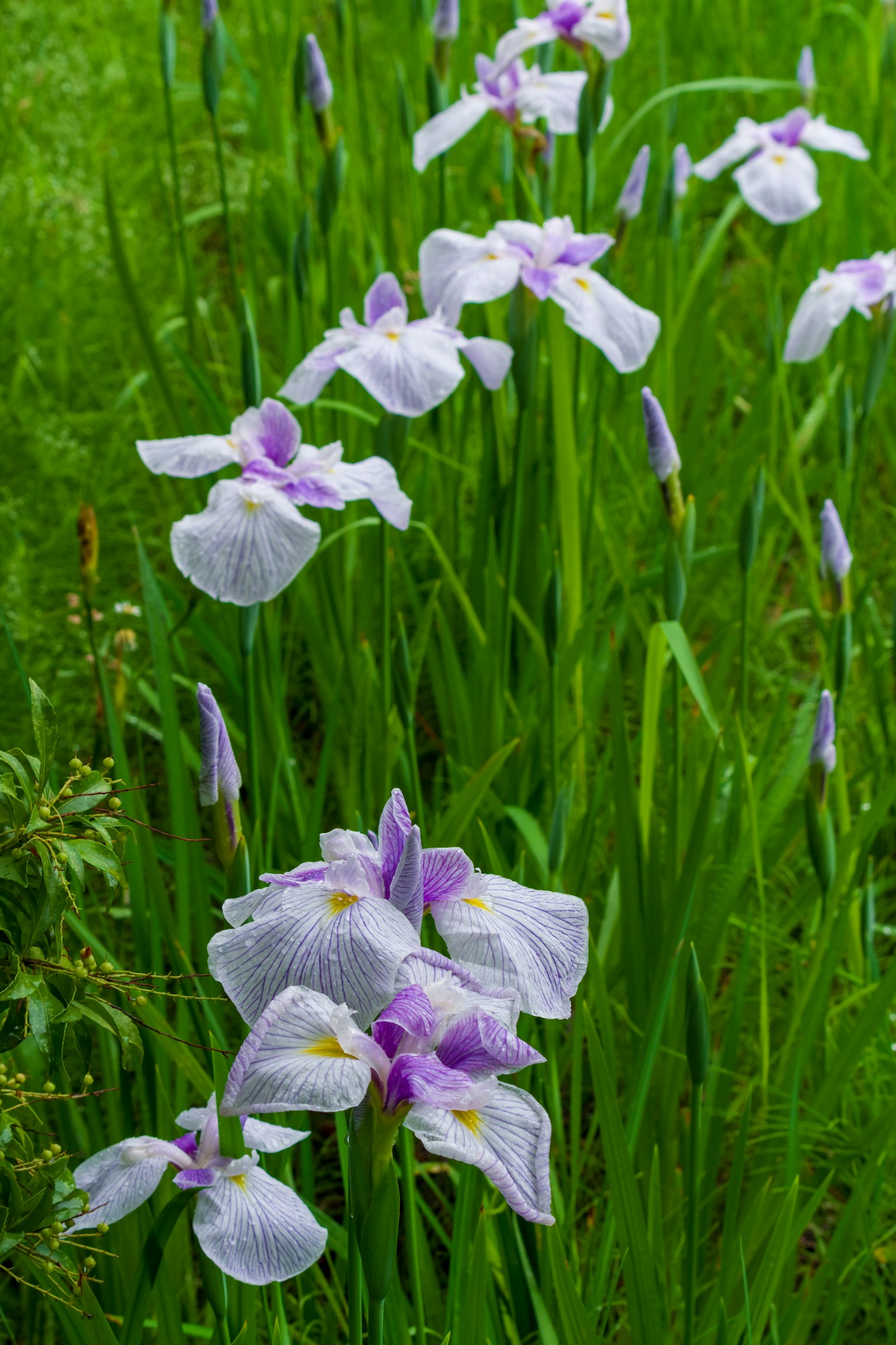 Irisblüten mit lila Blütenblättern blühen zwischen grünem Gras