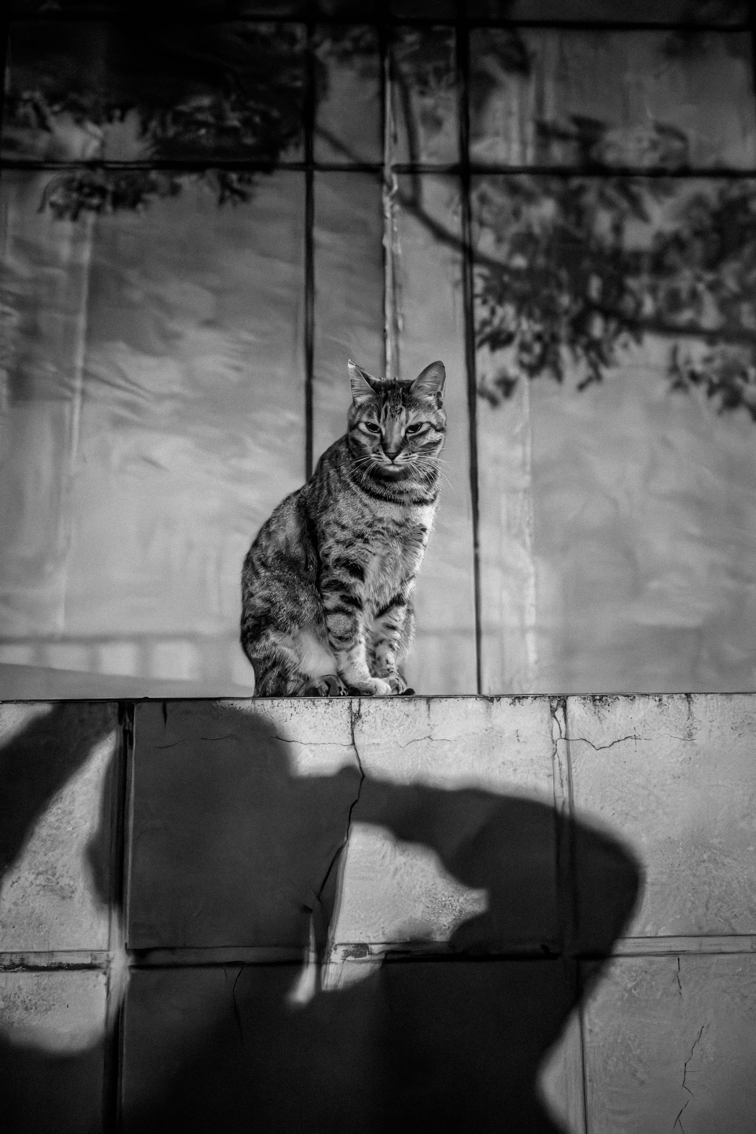 壁際に座る猫のモノクロの表情