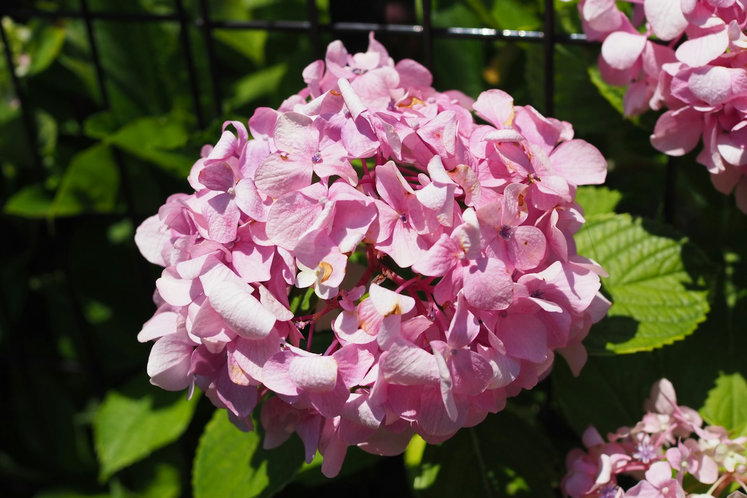 Fiore di ortensia rosa in fiore tra foglie verdi