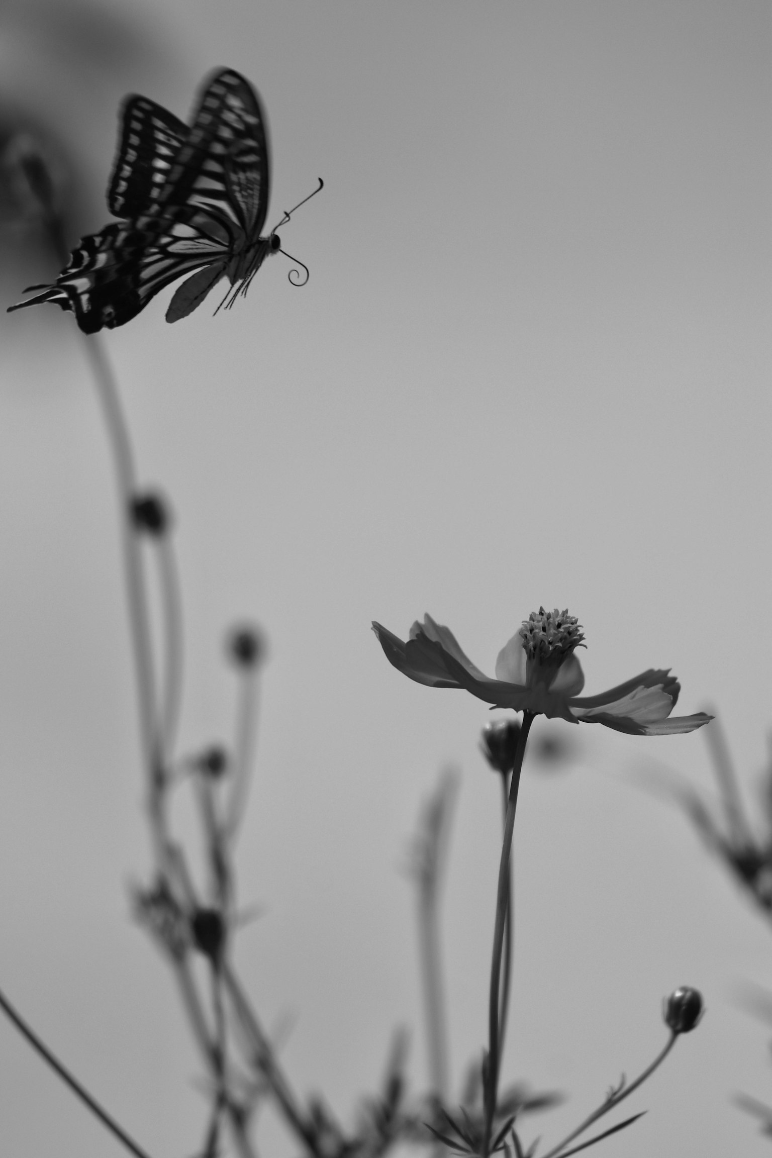 Silhouette of a butterfly hovering near a flower against a black and white background