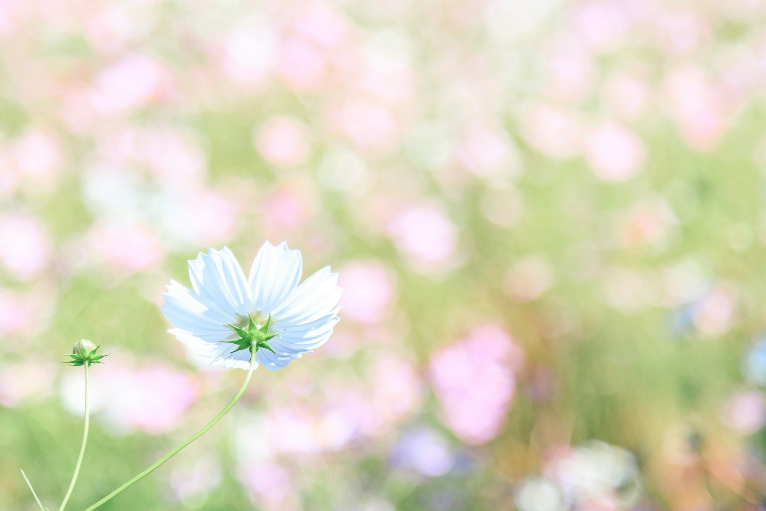 ดอกไม้สีน้ำเงินเดี่ยวในโฟกัสกับพื้นหลังสีชมพูและสีเขียวที่เบลอ