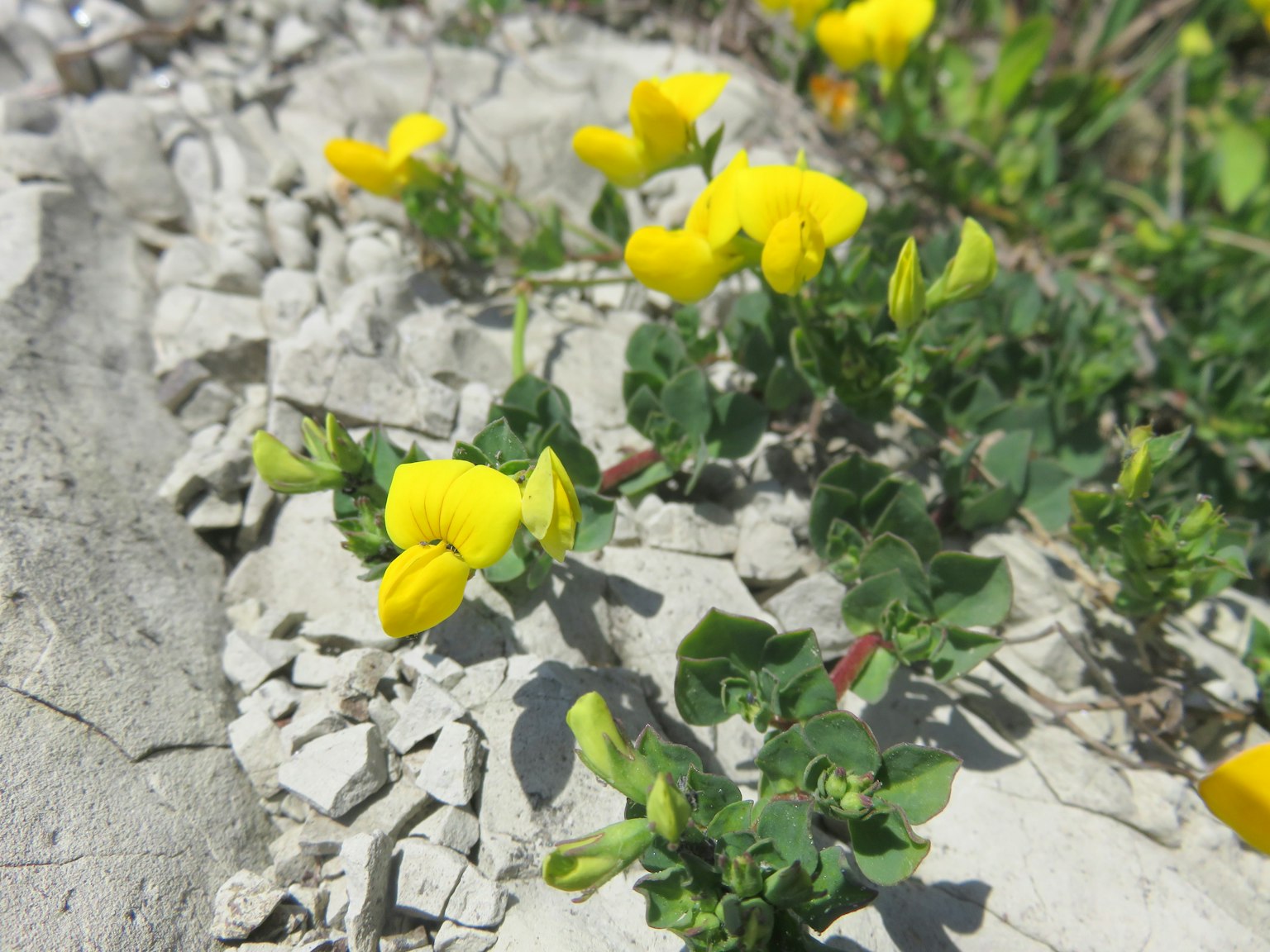 Primo piano di fiori gialli che crescono tra le rocce e il verde