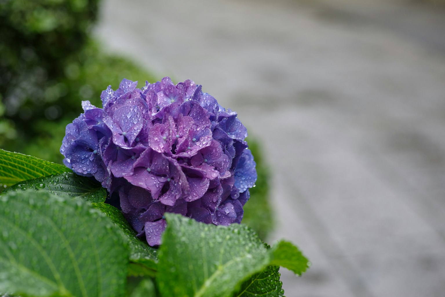 Fleur d'hortensia violette avec des feuilles vertes couvertes de gouttes