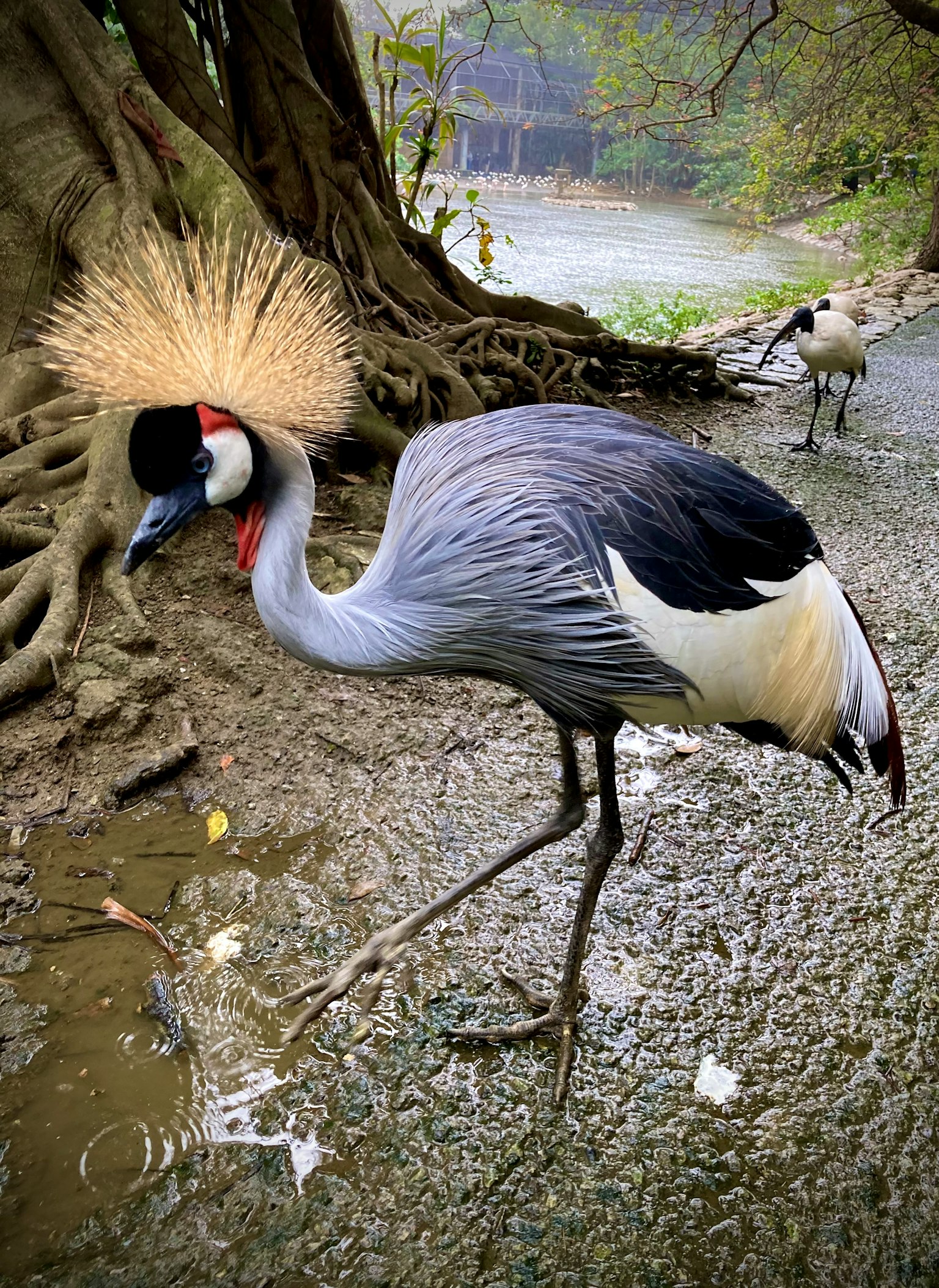 Un uccello con piume grigie e una corona dorata cammina vicino all'acqua
