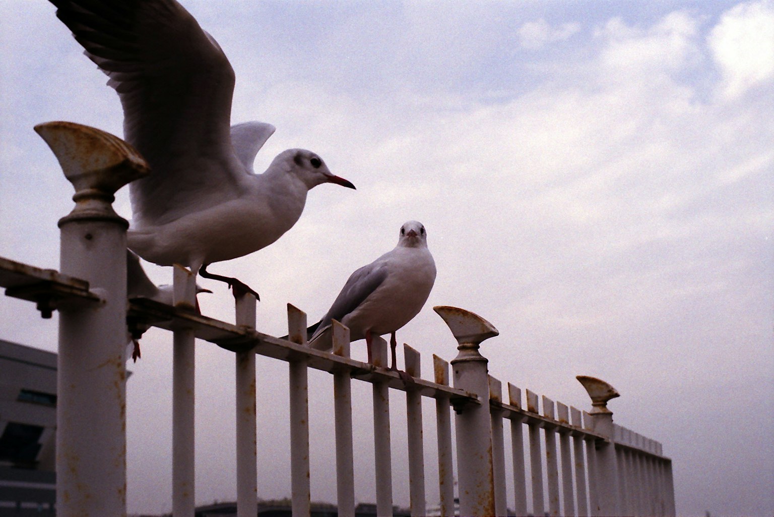 Dos gaviotas posadas en una cerca bajo un cielo nublado