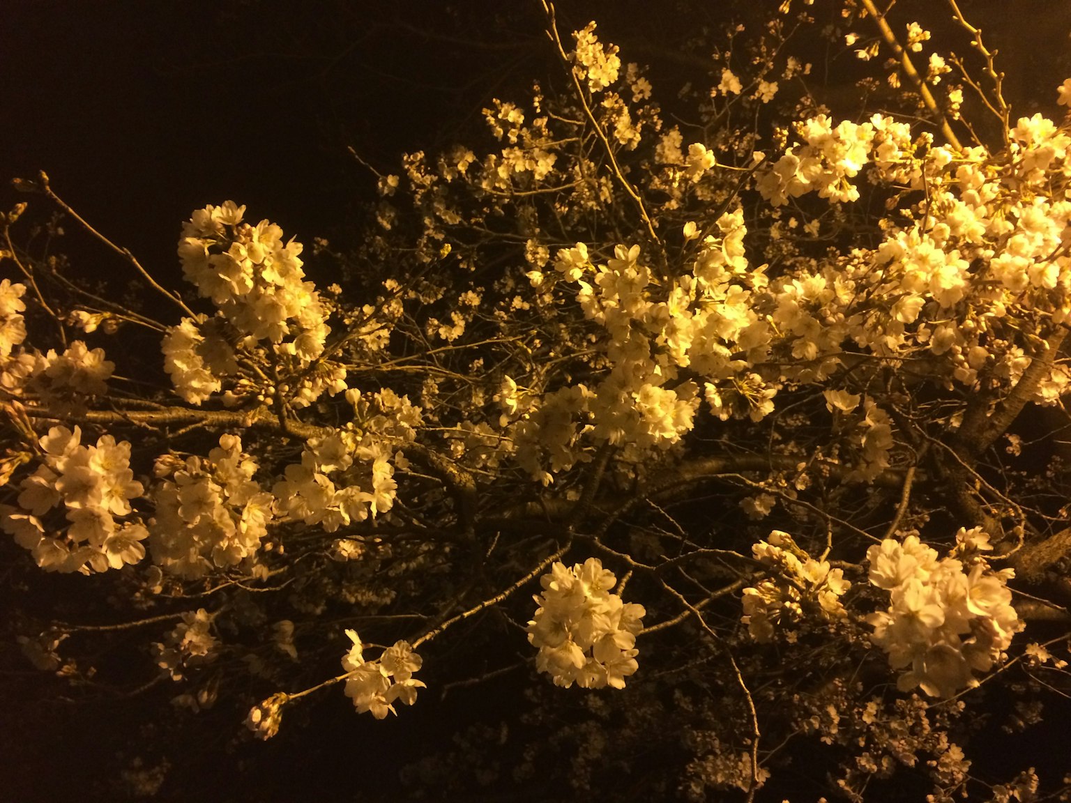 Fiori di ciliegio illuminati di notte