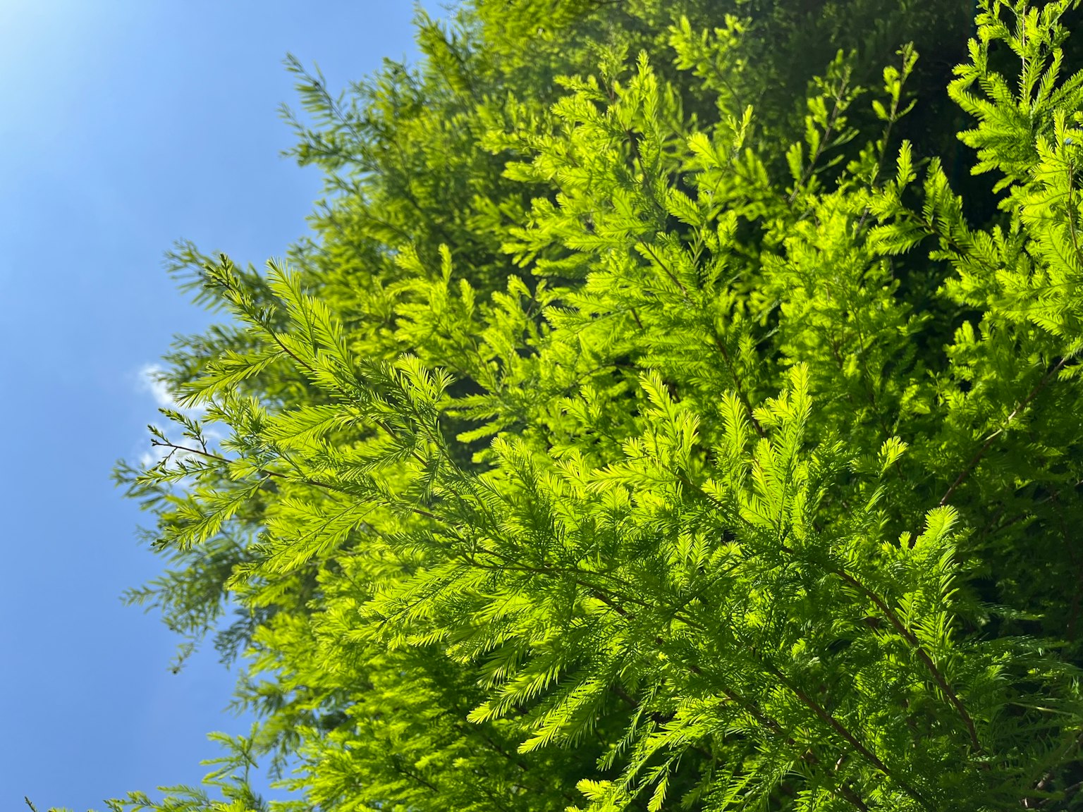 Üppiges grünes Laub unter einem klaren blauen Himmel