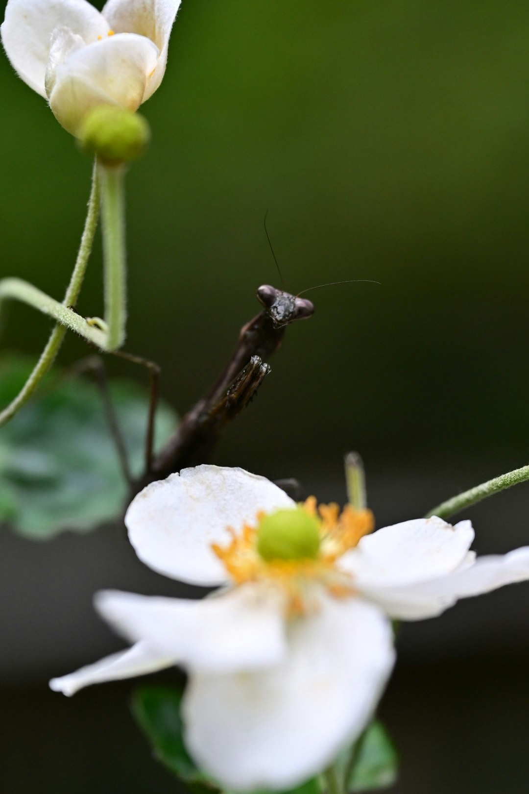 白い花に止まる小さな昆虫のクローズアップ