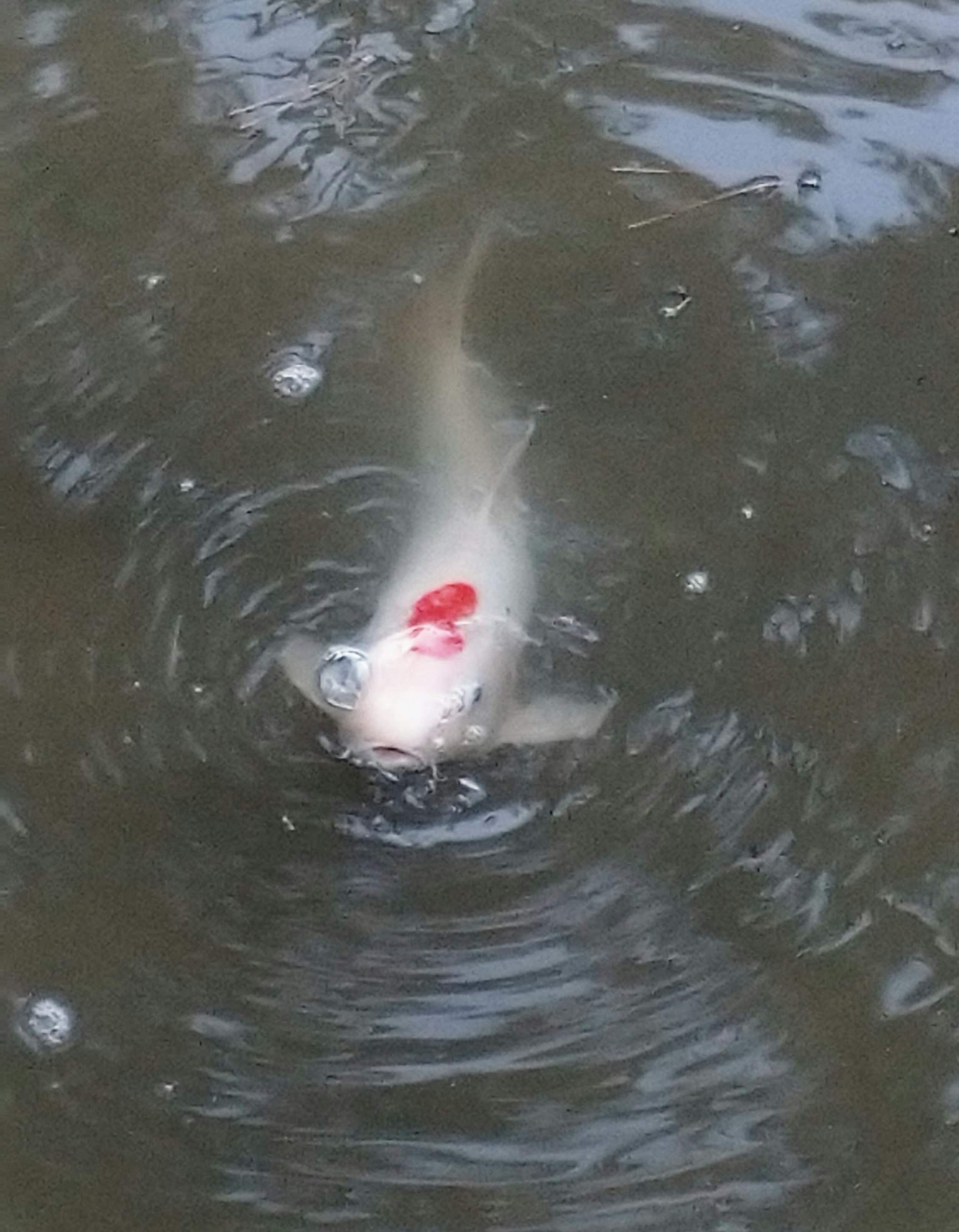 Pesce koi che emerge con caratteristiche macchie rosse