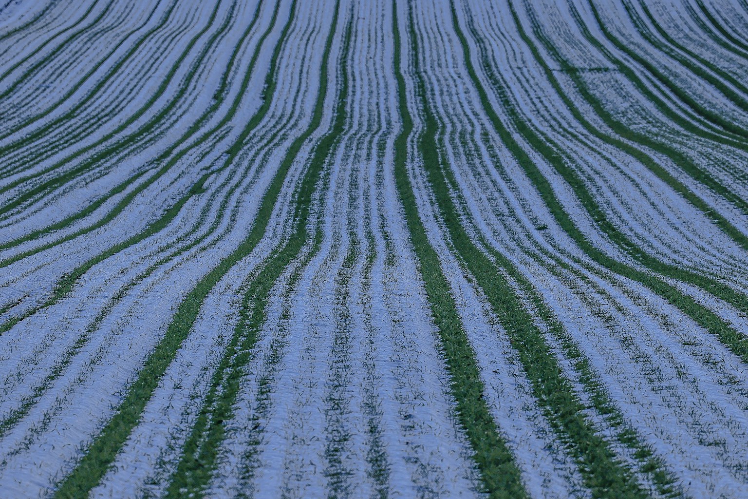 Wavy pattern of blue and green lines in a field