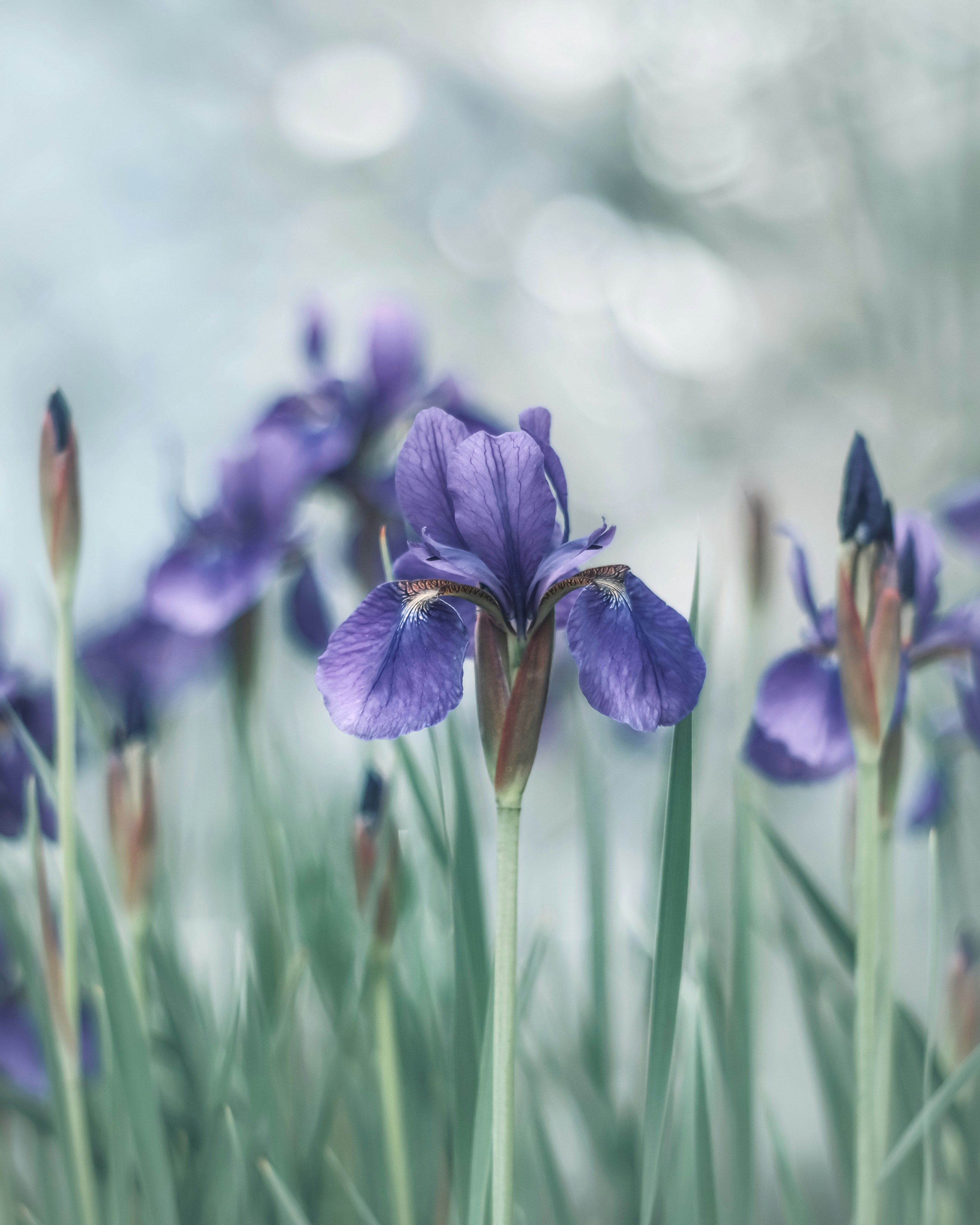 紫のアイリスが咲く草原の花畑