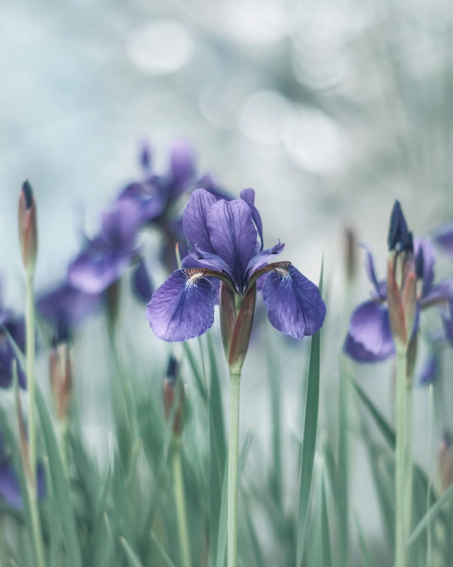 Purple iris flowers surrounded by green leaves in a soft background