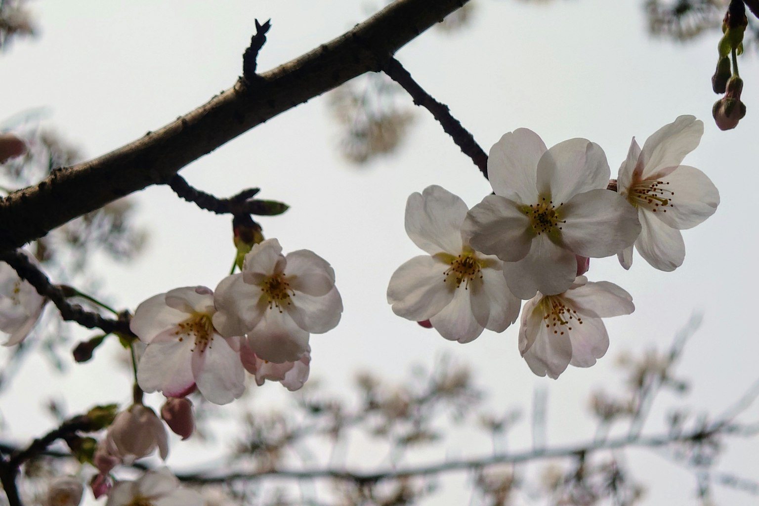 Close-up bunga sakura di atas cabang