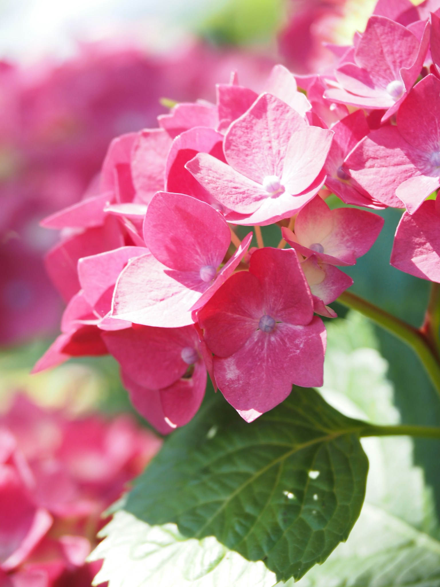 Lebendige pinkfarbene Hortensienblüten in voller Blüte