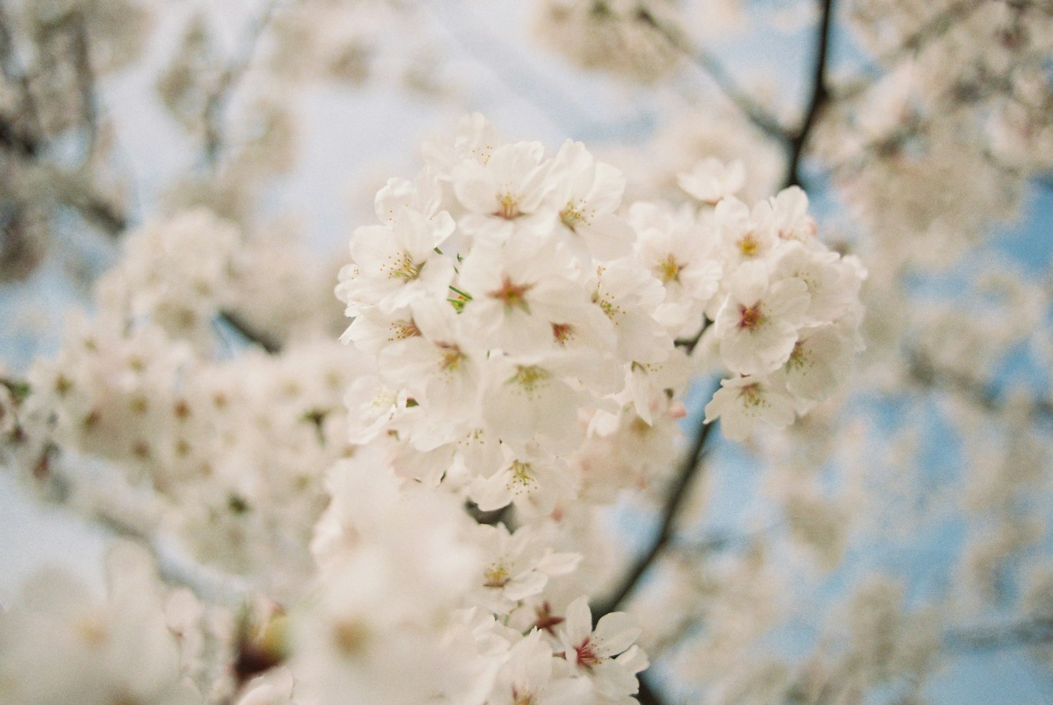 Kedekatan pohon sakura dengan bunga putih melawan latar belakang langit biru