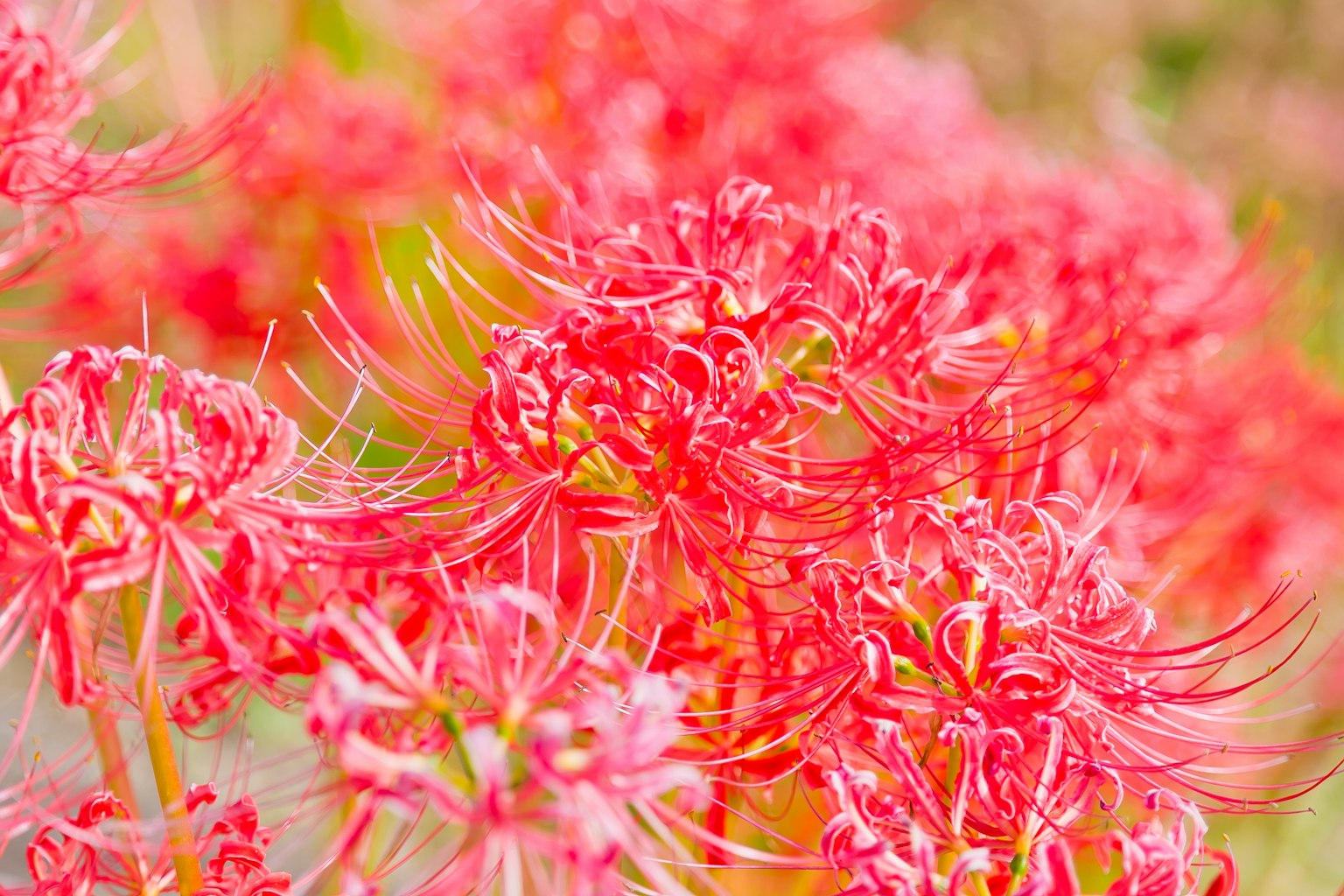 Gros plan sur des lys araignées rouges vifs en fleurs