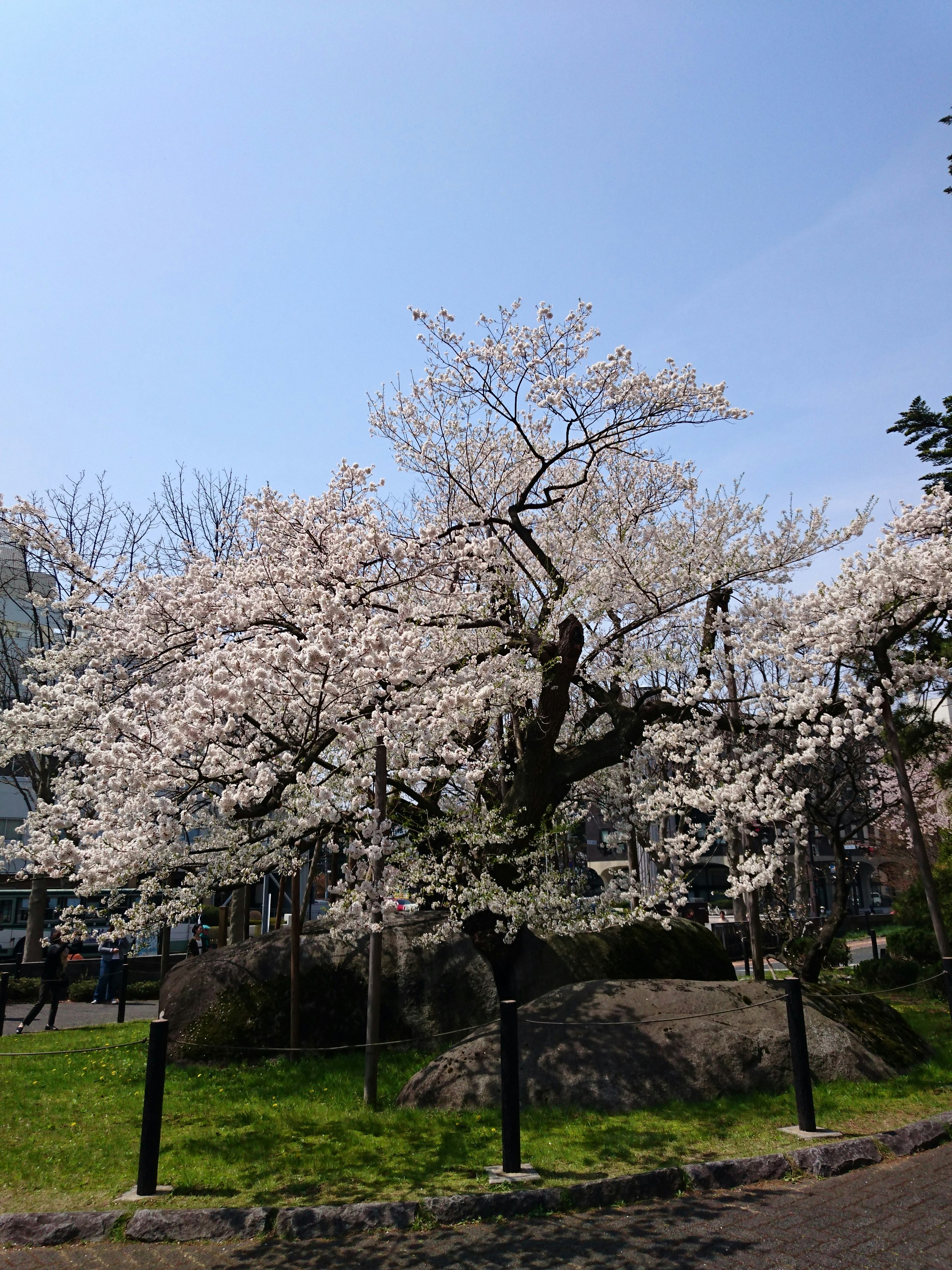 岩手県の天然記念物・石割桜とエドヒガンの桜並木