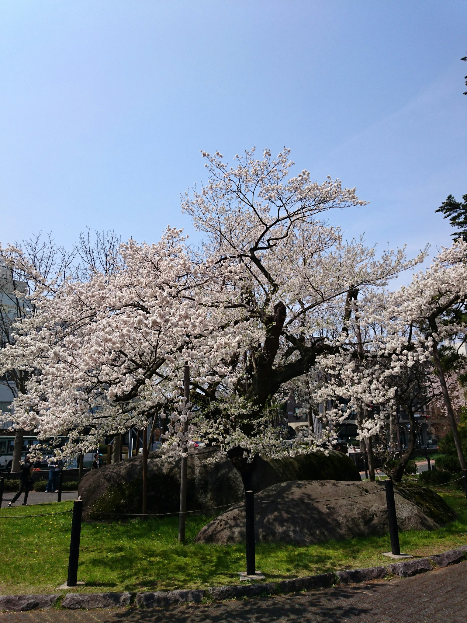 Albero di ciliegio in fiore contro un cielo blu chiaro