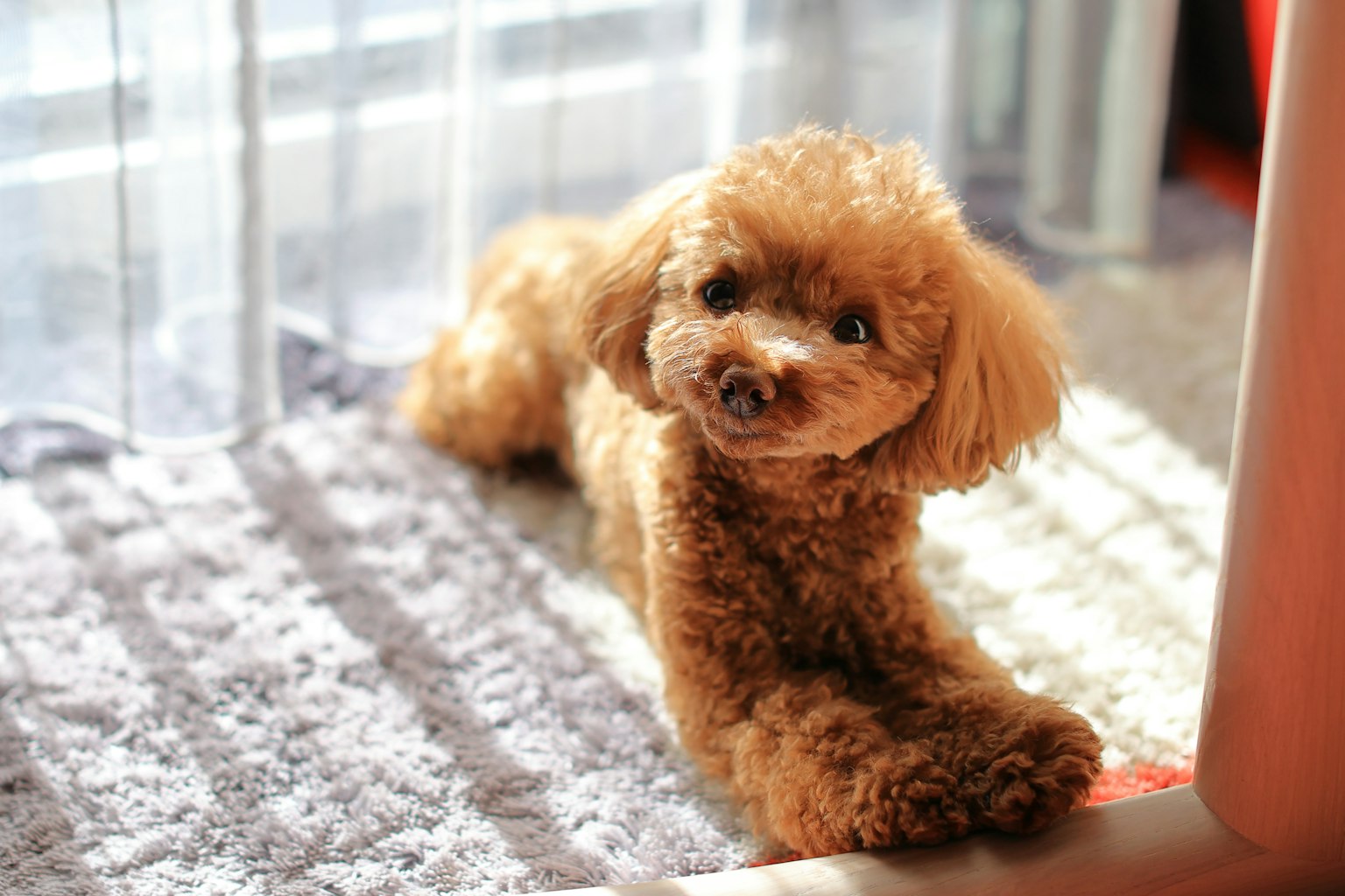 Poodle toy marrón descansando junto a la ventana con pelaje esponjoso y una expresión adorable