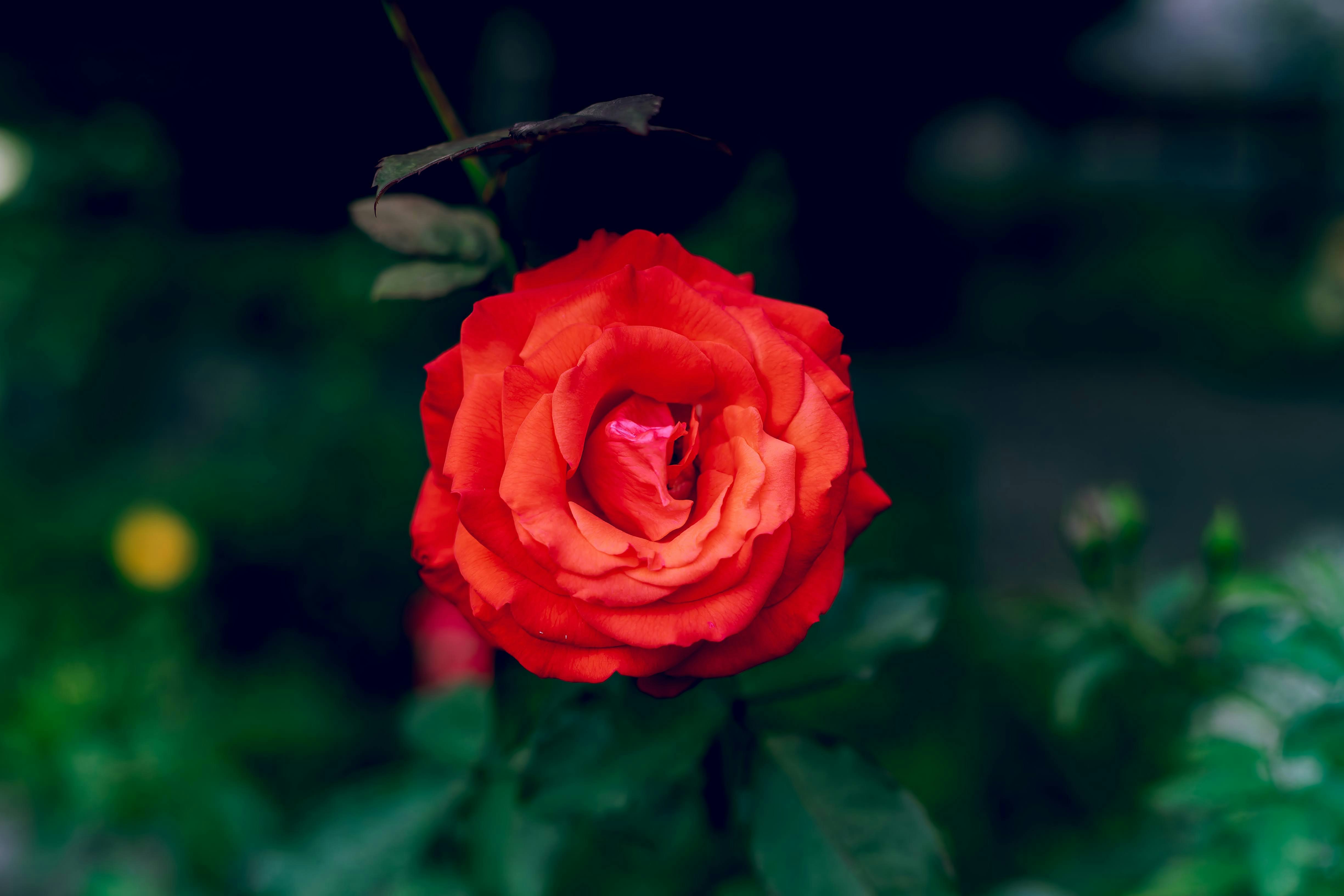 紅色玫瑰花與虛化的花園背景