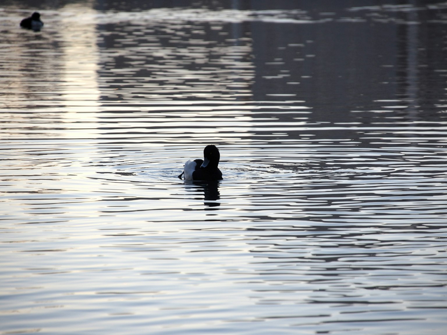 Un canard noir nageant à la surface de l'eau avec des reflets