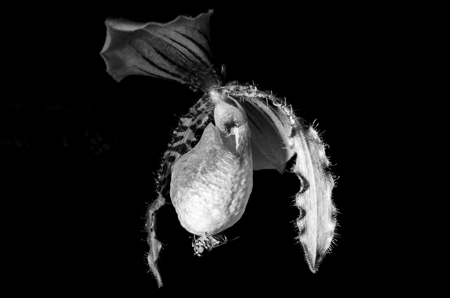 Dettagli unici di un fiore di orchidea su sfondo nero