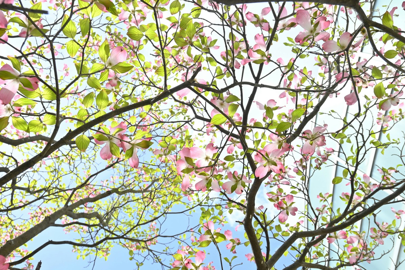 Äste eines Baumes mit hellrosa Blüten und grünen Blättern vor einem blauen Himmel