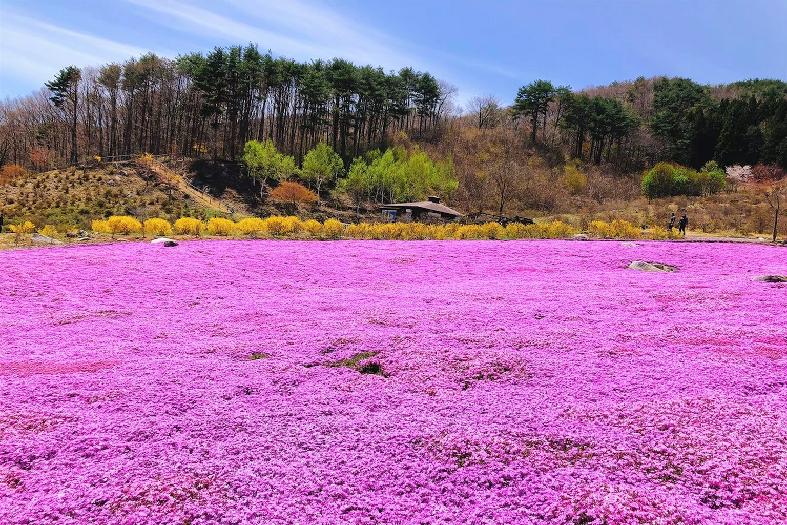 Vast field of vibrant pink flowers with green trees in the background