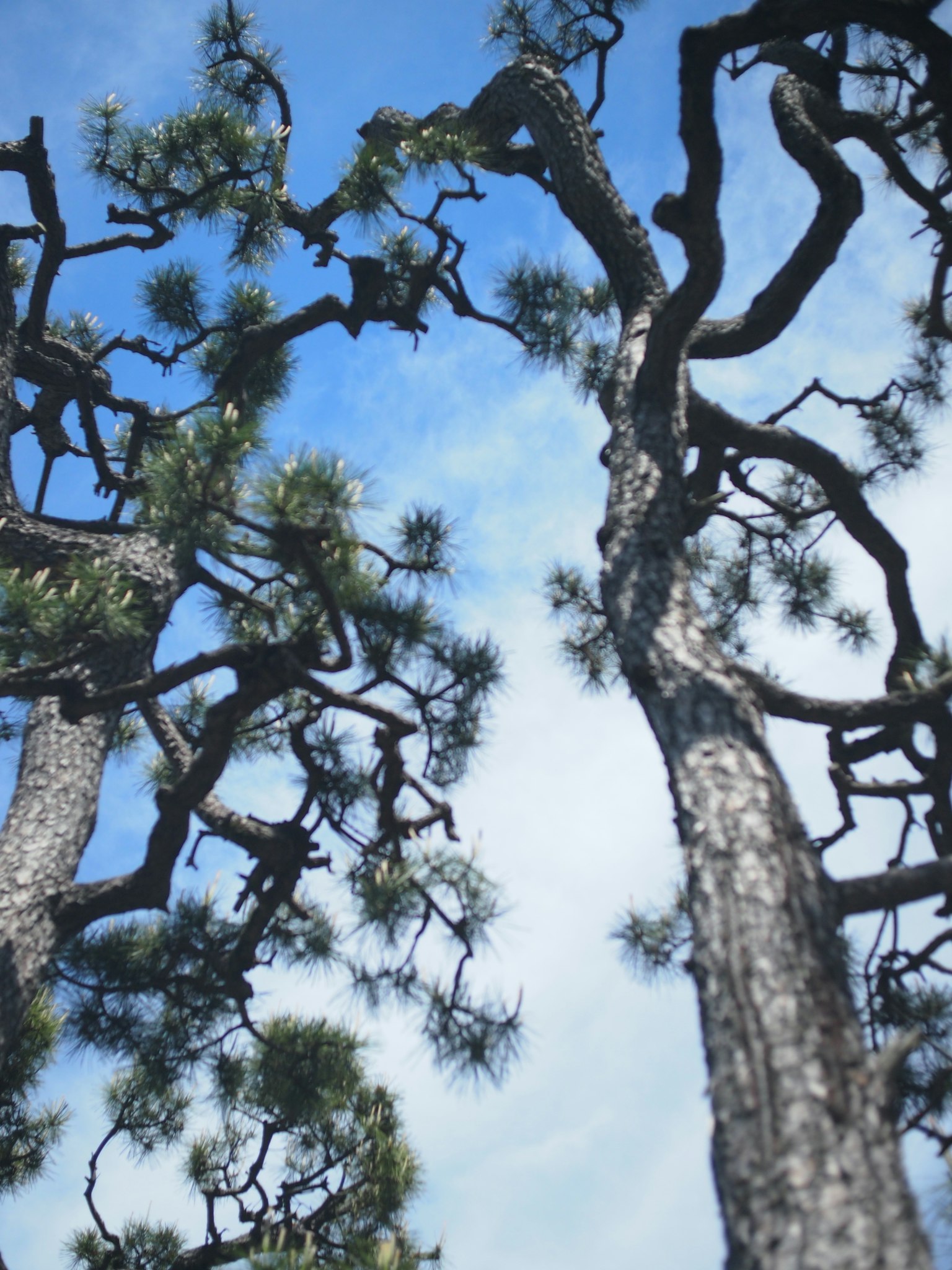 Ramas de árbol retorcidas con hojas verdes contra un cielo azul
