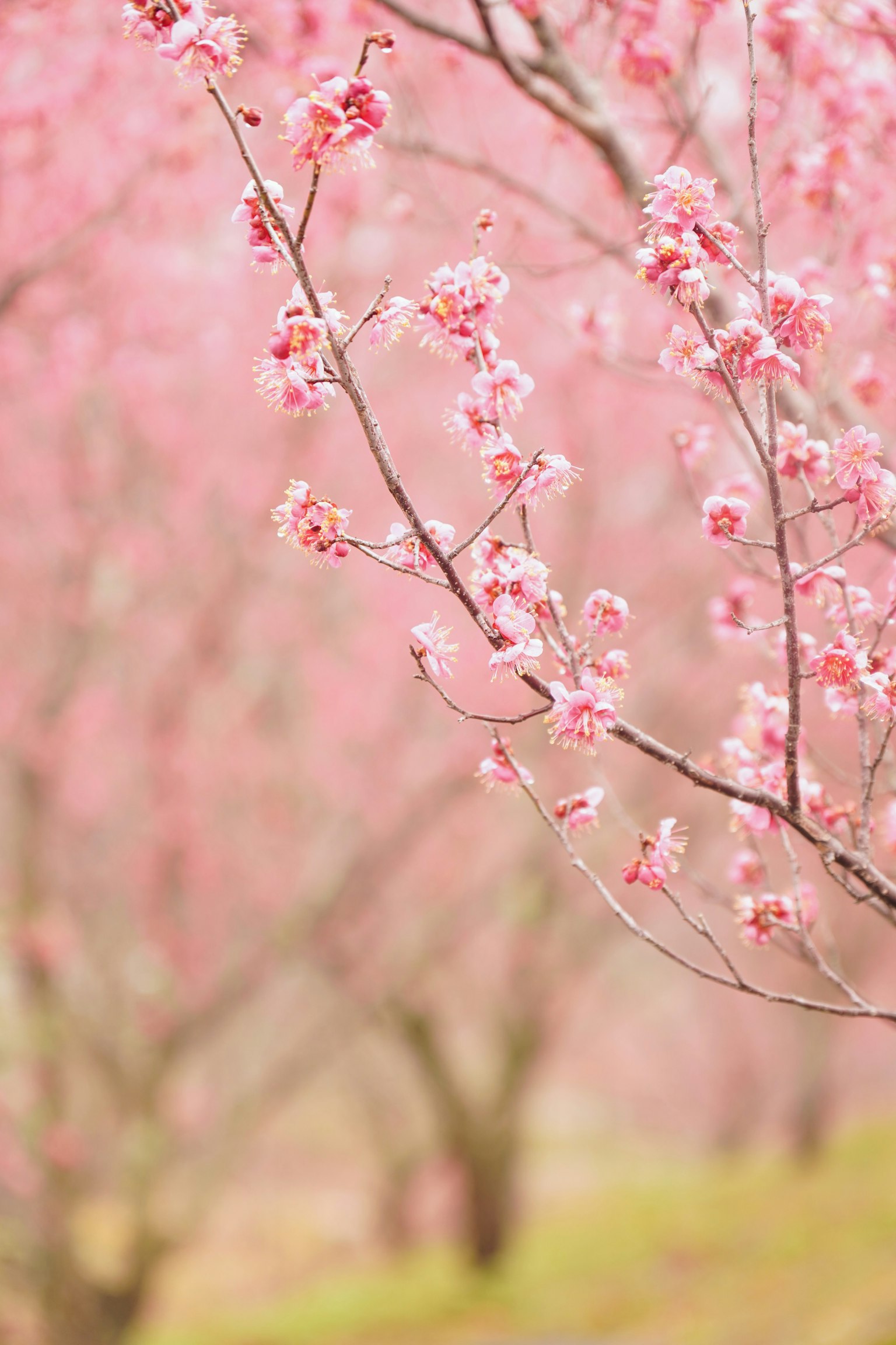 Branches de cerisiers en fleurs sur un fond rose doux