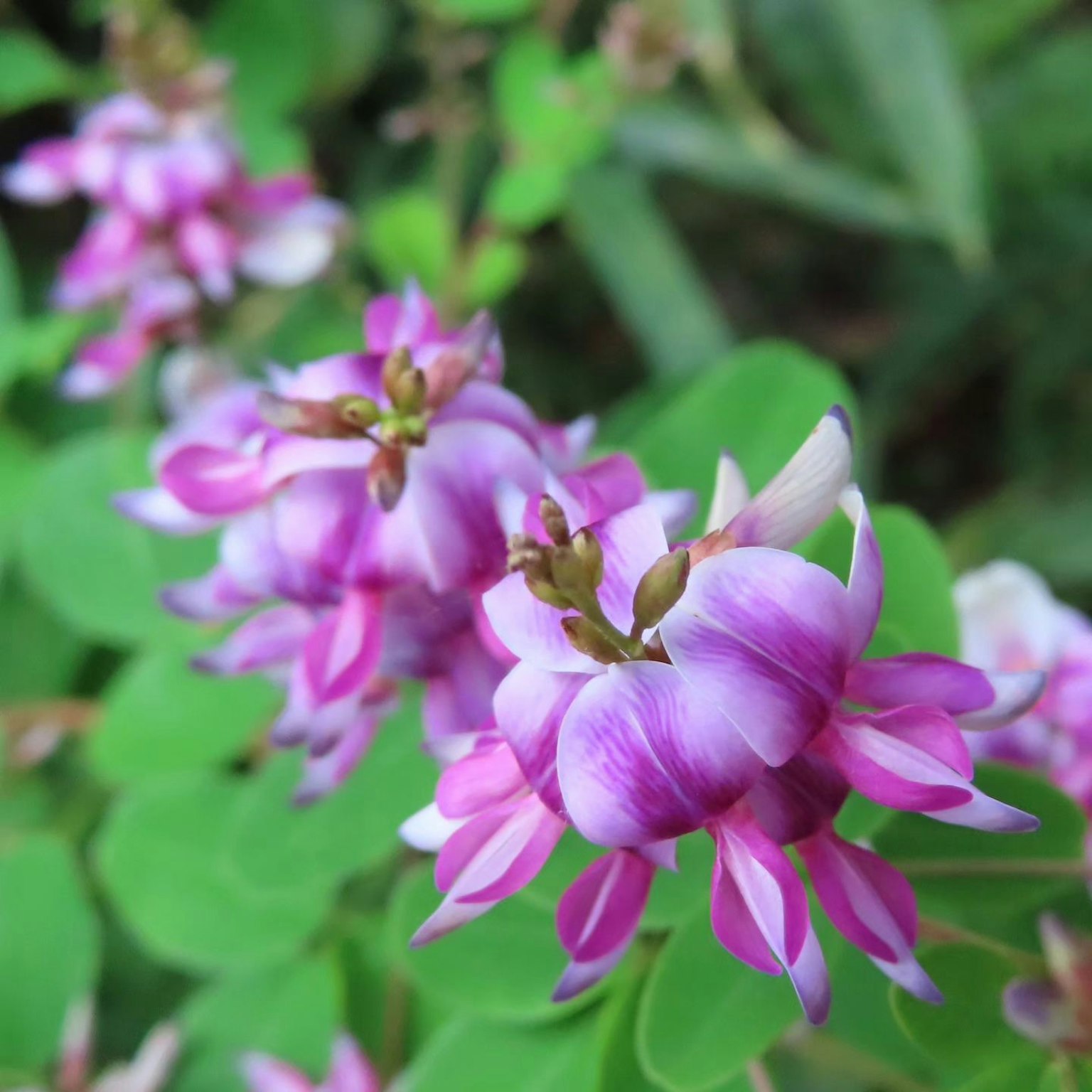 Fiori viola che sbocciano vicino a foglie verdi