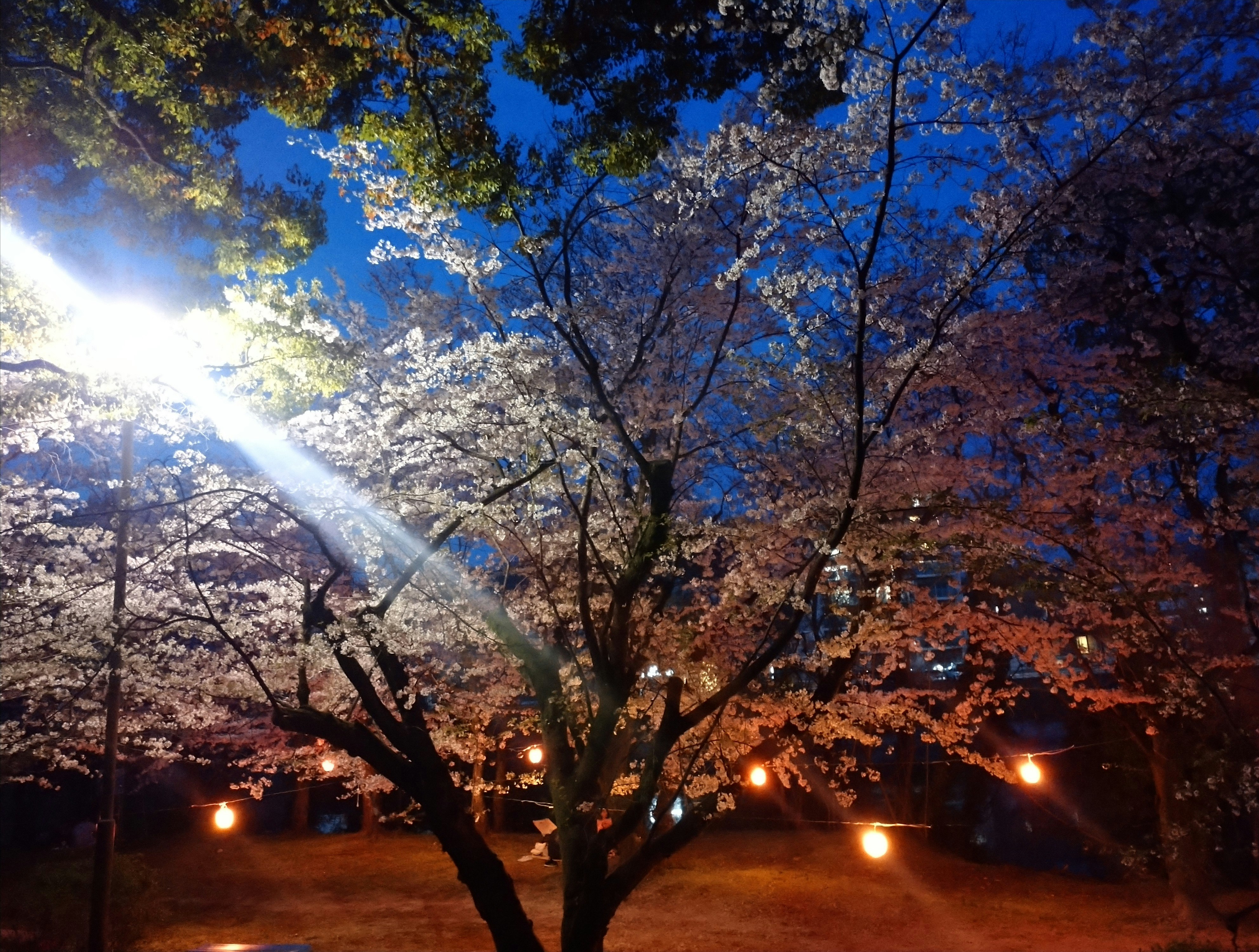 桜並木の夜景と光の演出