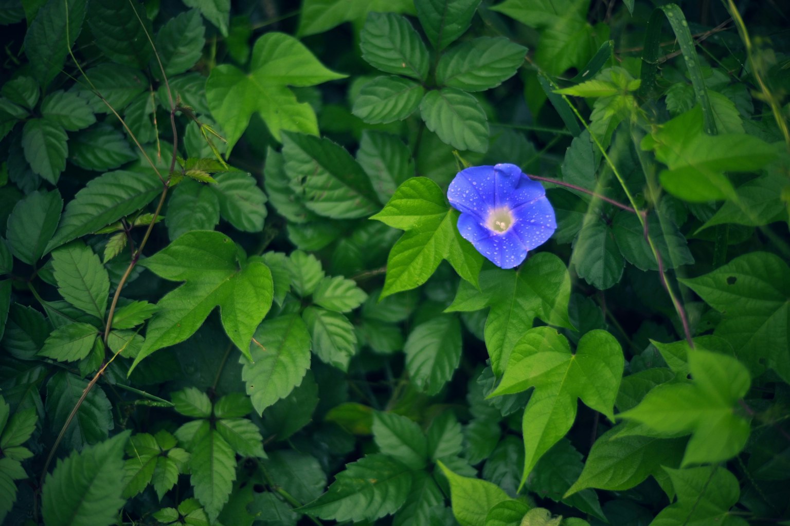 Una flor azul floreciendo entre hojas verdes