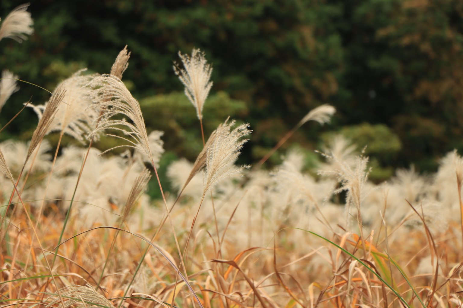 Field of grass swaying in the wind with soft white plumes and green trees in the background