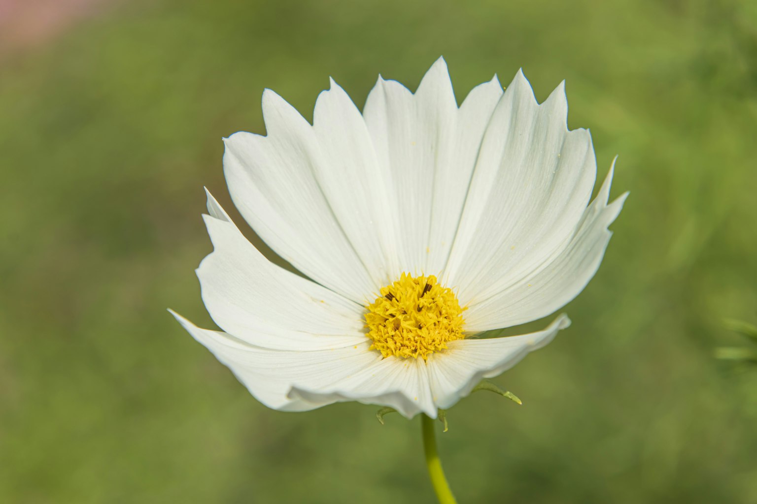 White cosmos flower with yellow center