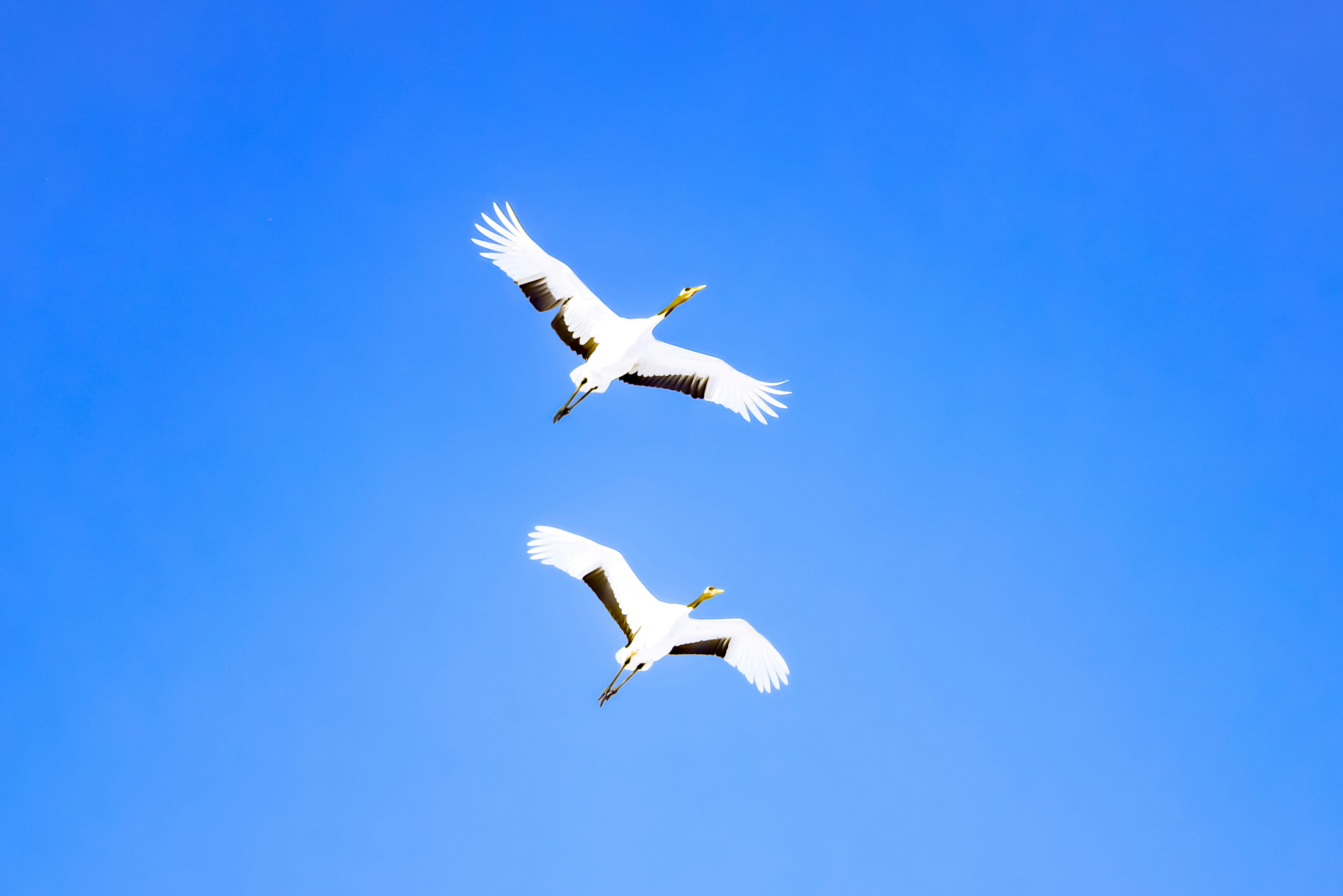 青空を舞うタンチョウ（丹頂鶴）