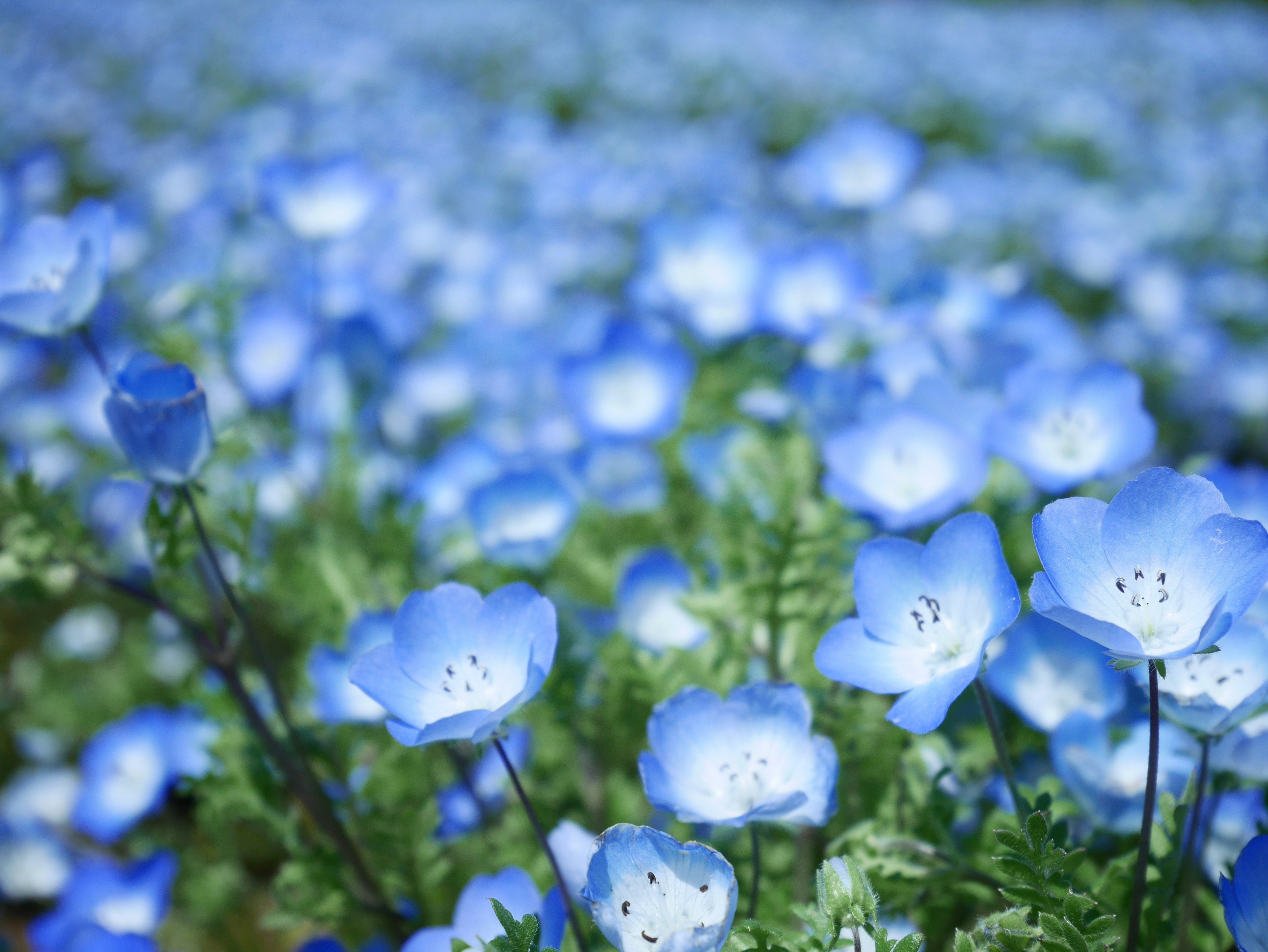 青い花が咲き乱れる草地のボケ背景