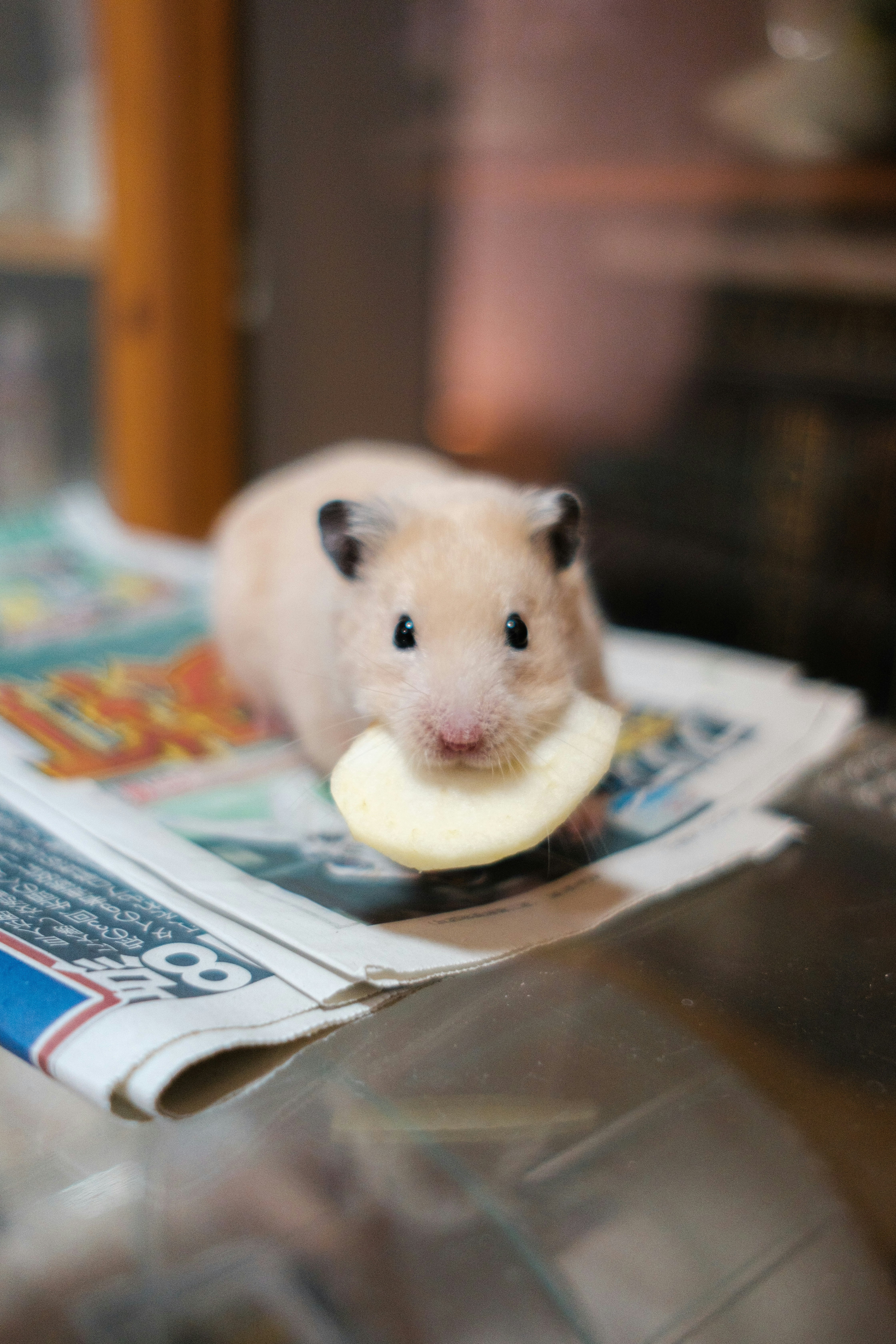 hamster blanc assis sur un journal