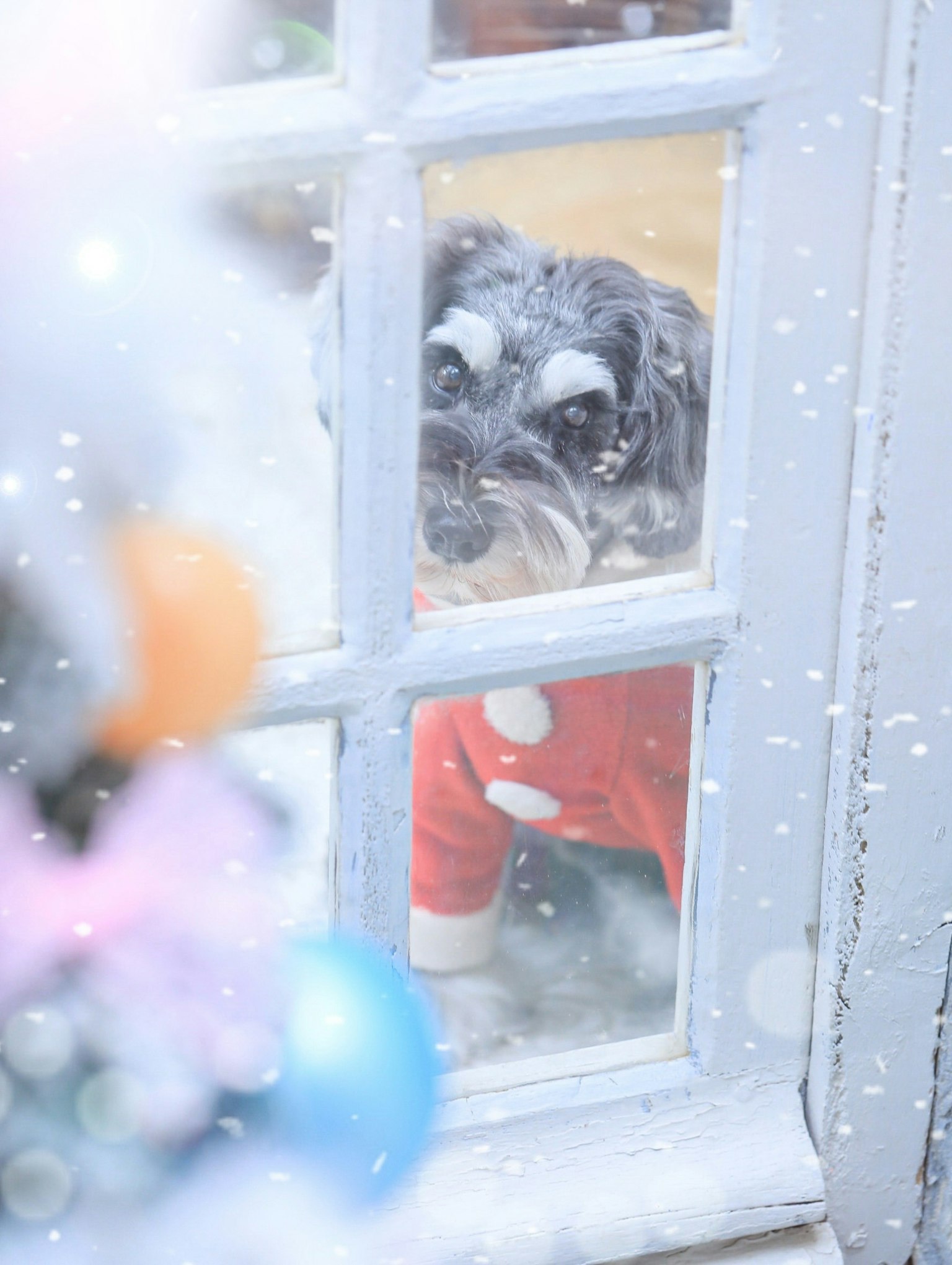 穿着红色毛衣的狗透过雪窗看