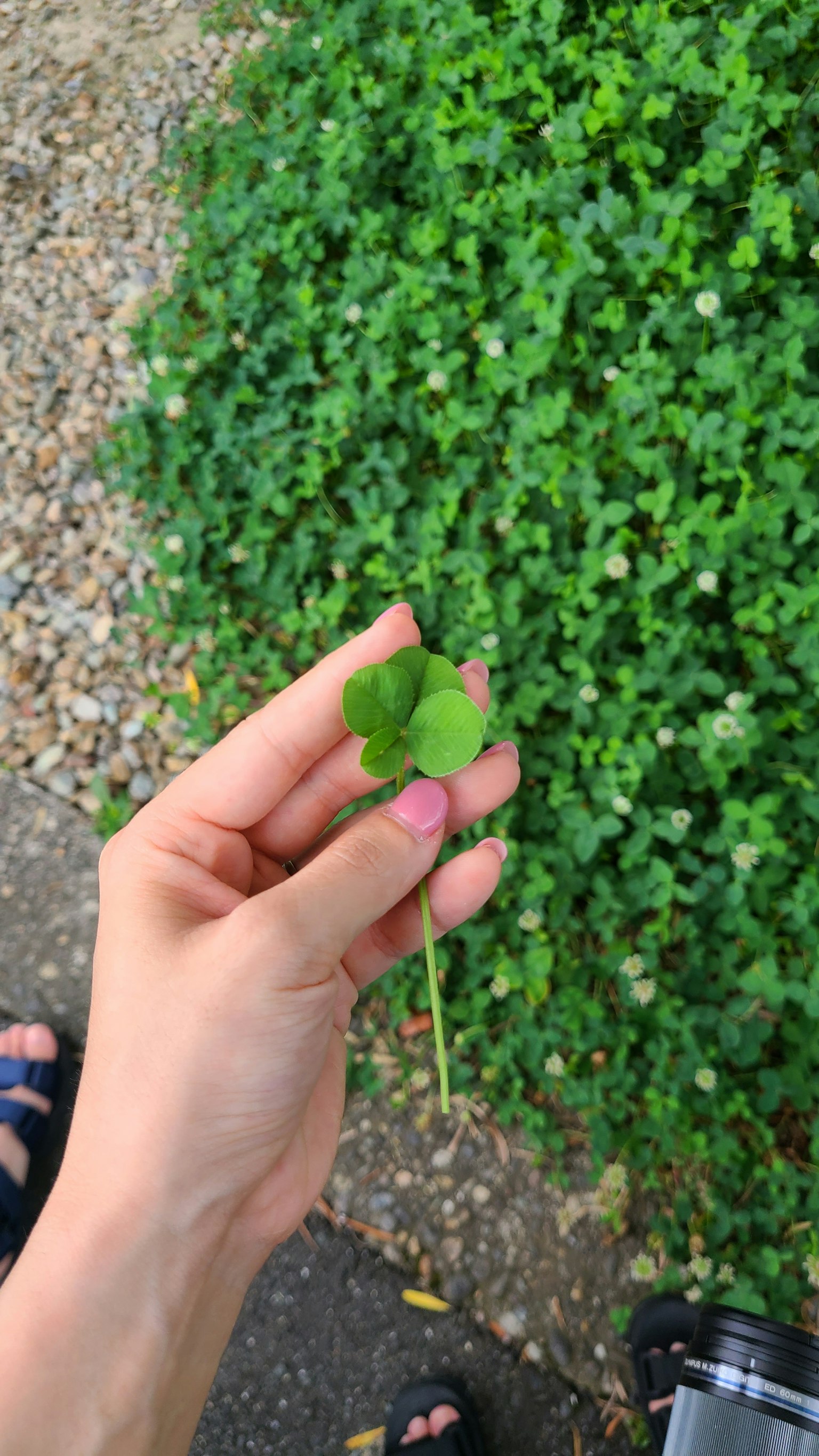 Una mano che tiene un trifoglio a quattro foglie con uno sfondo verde