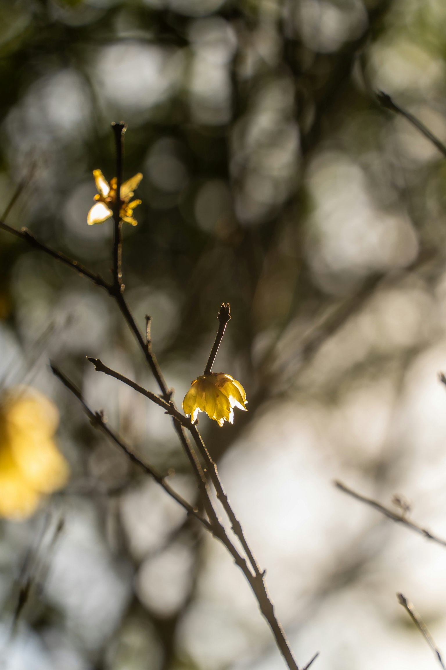 Un ramo con fiori gialli su uno sfondo sfocato